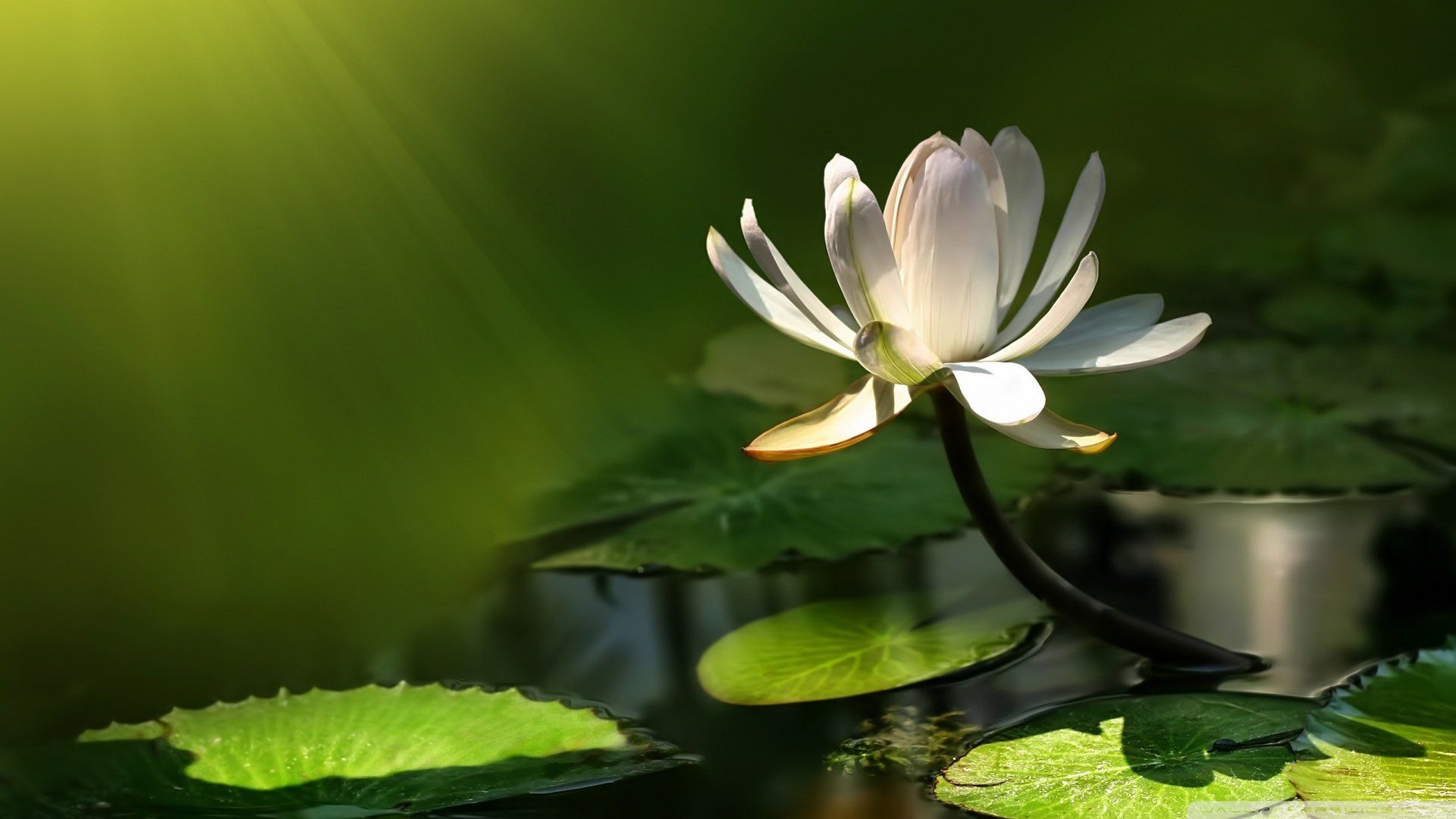 White lotus flower [Wallpaper]