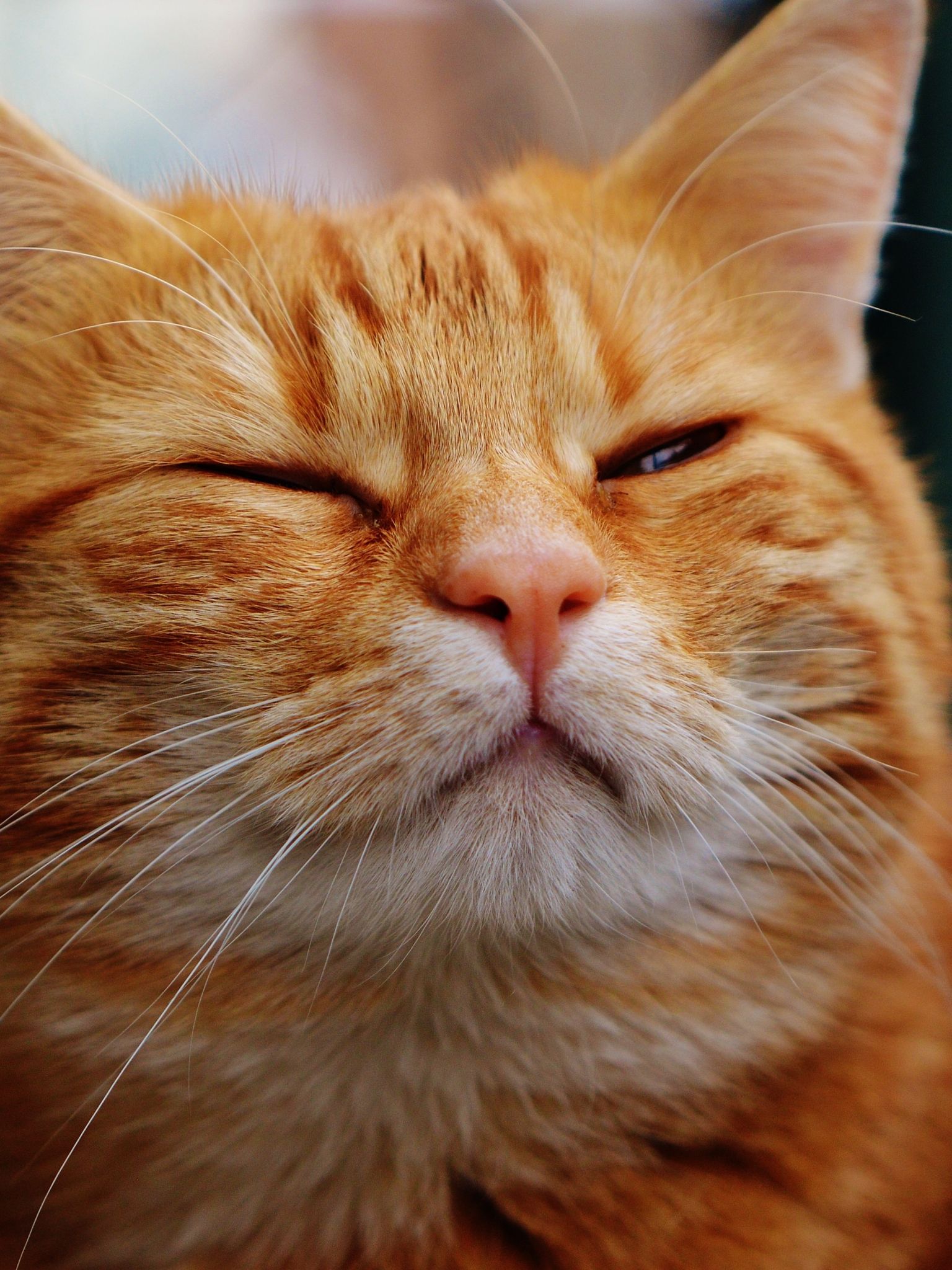 Free download orange tabby cat image Peakpx [4512x3000] for your Desktop, Mobile & Tablet. Explore Orange Cat Wallpaper. Orange Cat Wallpaper, Orange Wallpaper, Background Orange