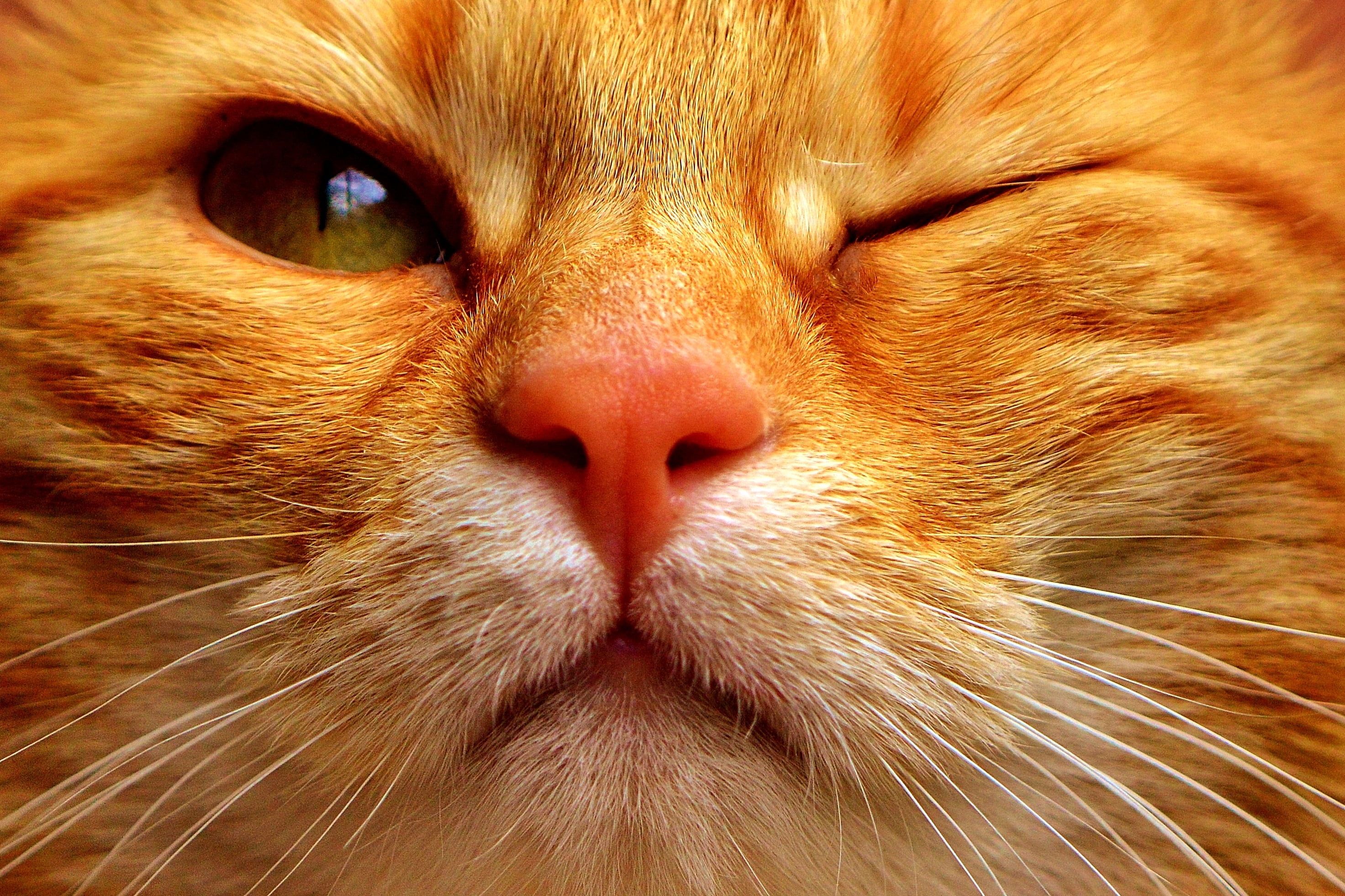 orange tabby cat white