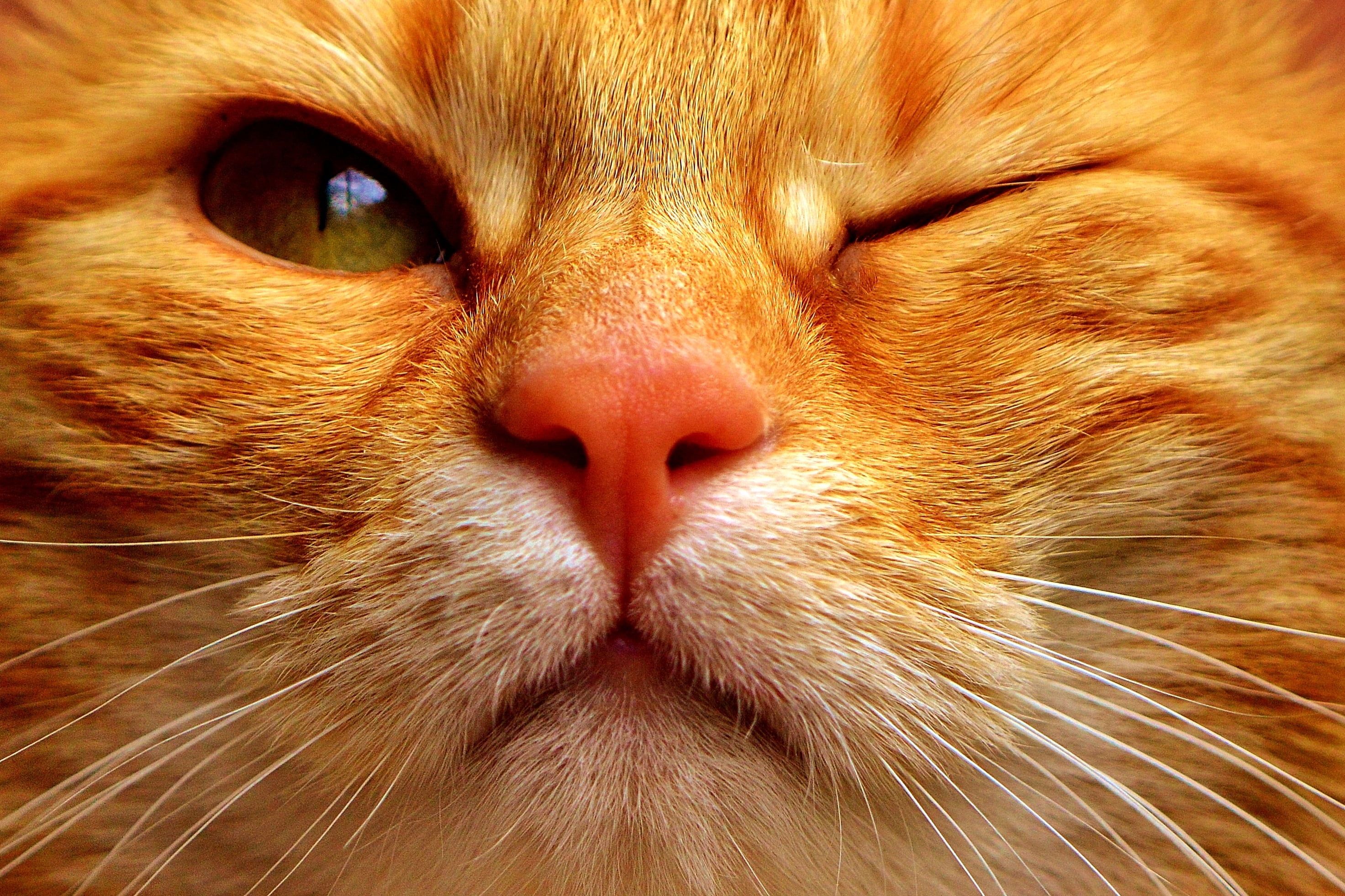 Orange Tabby Cat Wallpapers Wallpaper Cave
