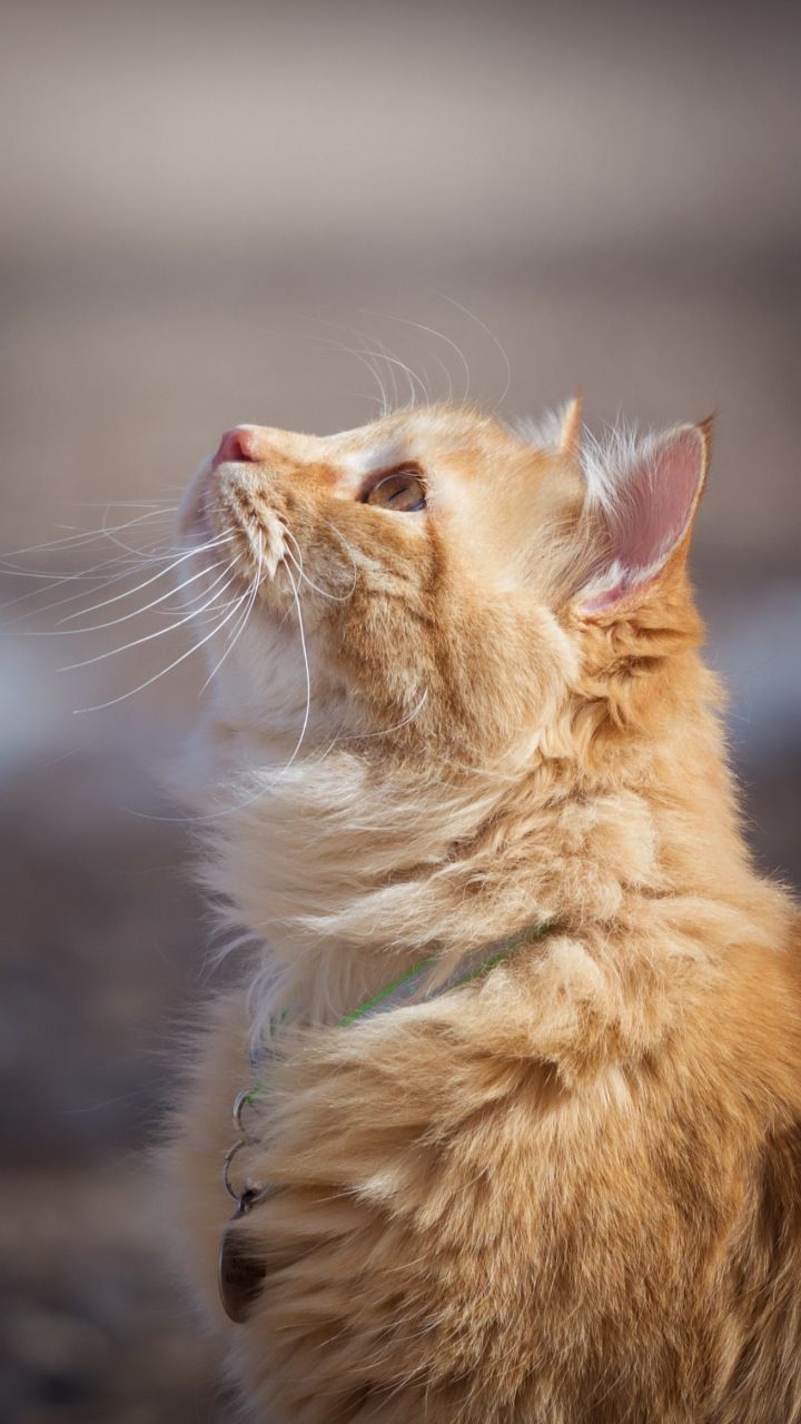 Feline, cat, looking up, orange, 720x1280 wallpaper. Cats, Tabby cat, Beautiful cats