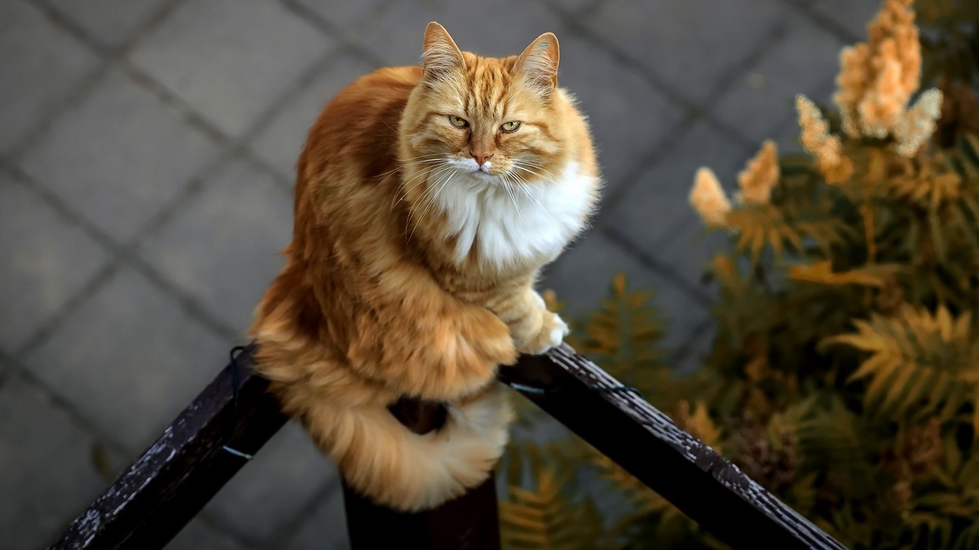 Desktop wallpaper orange tabby cat, pet, animal, HD image, picture, background, ee4a1e