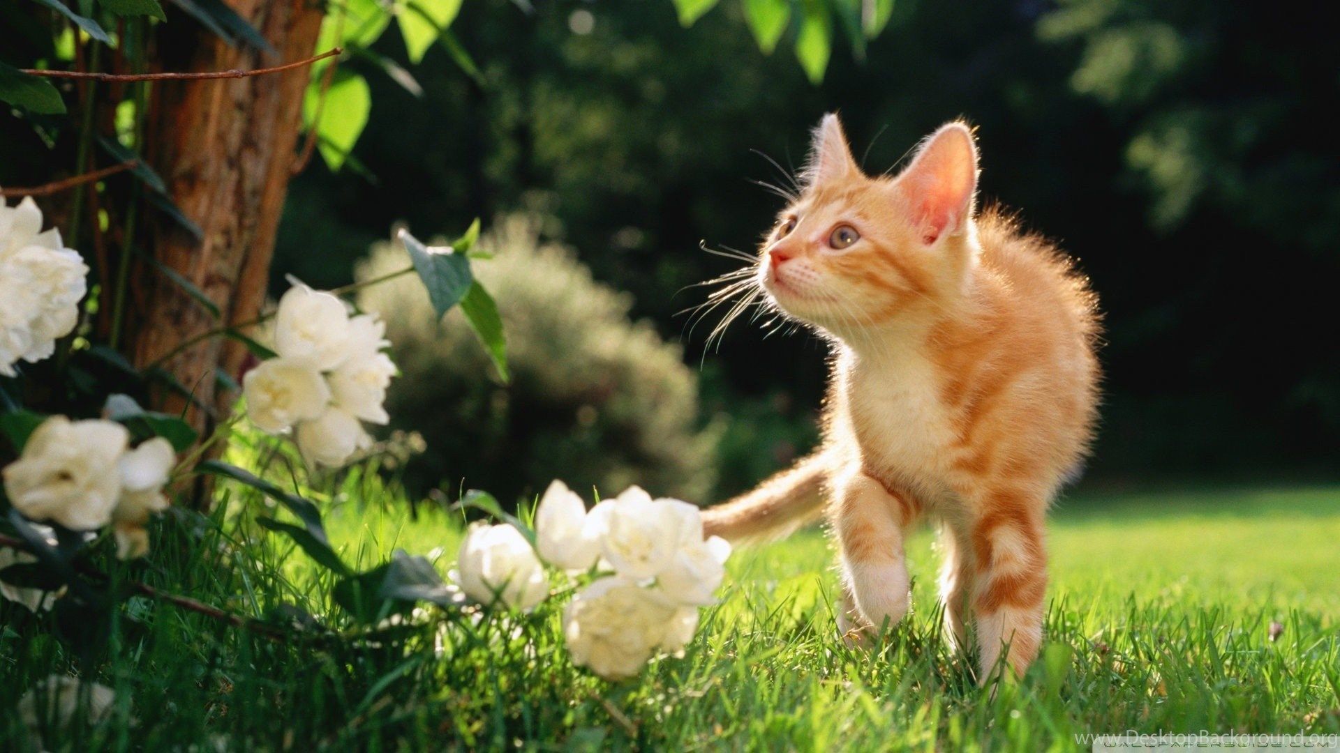 Cats: Orange Tabby Kitten Cat Ginger Flower Wallpaper For Desktop. Desktop Background
