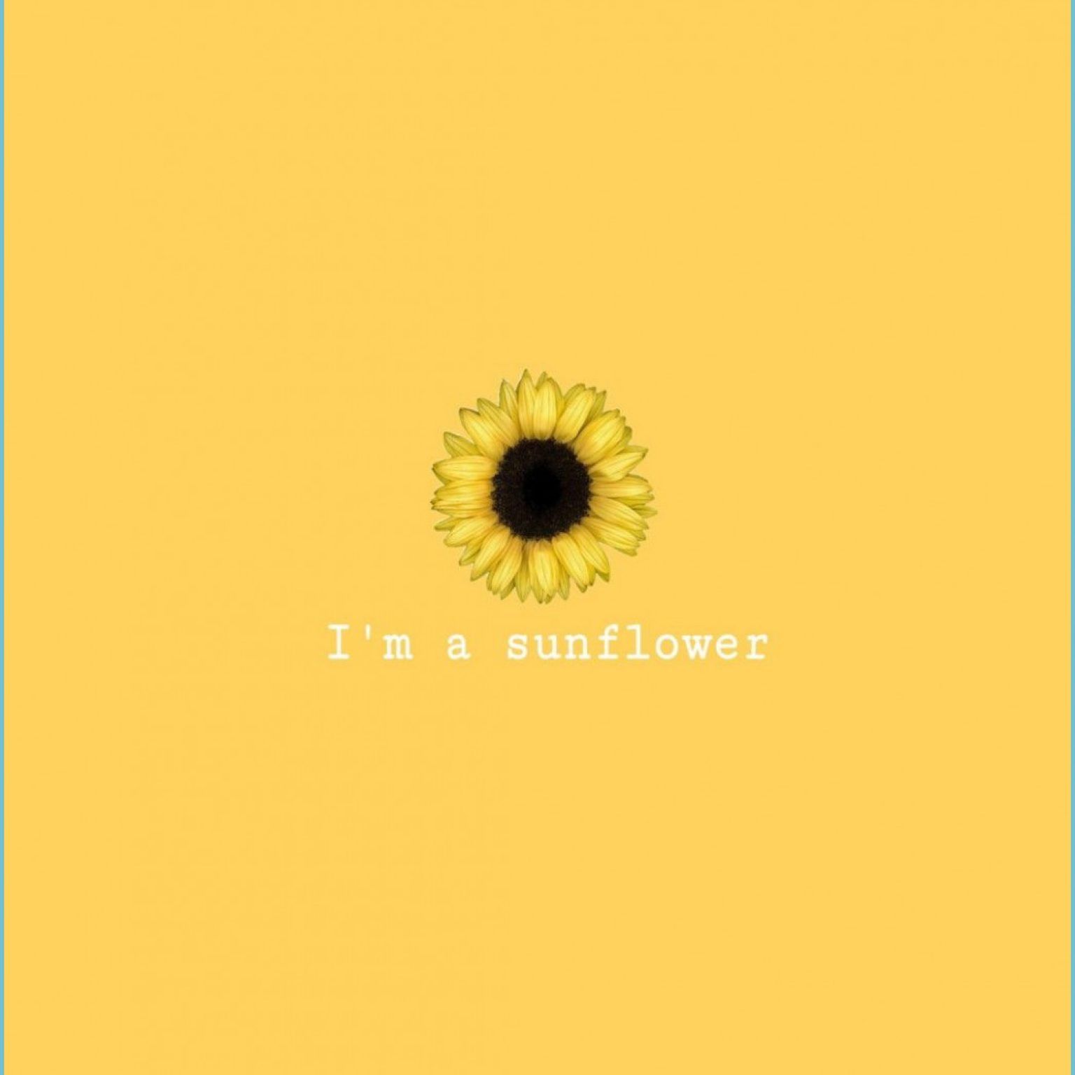 Sunflower Yellow wallpaper, Sunflower wallpaper, Cute wallpaper sunflower wallpaper