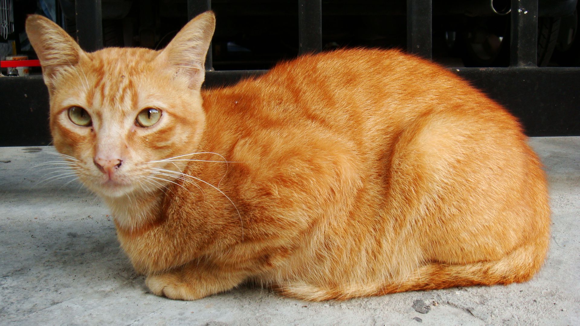 orange tabby cat wallpaper