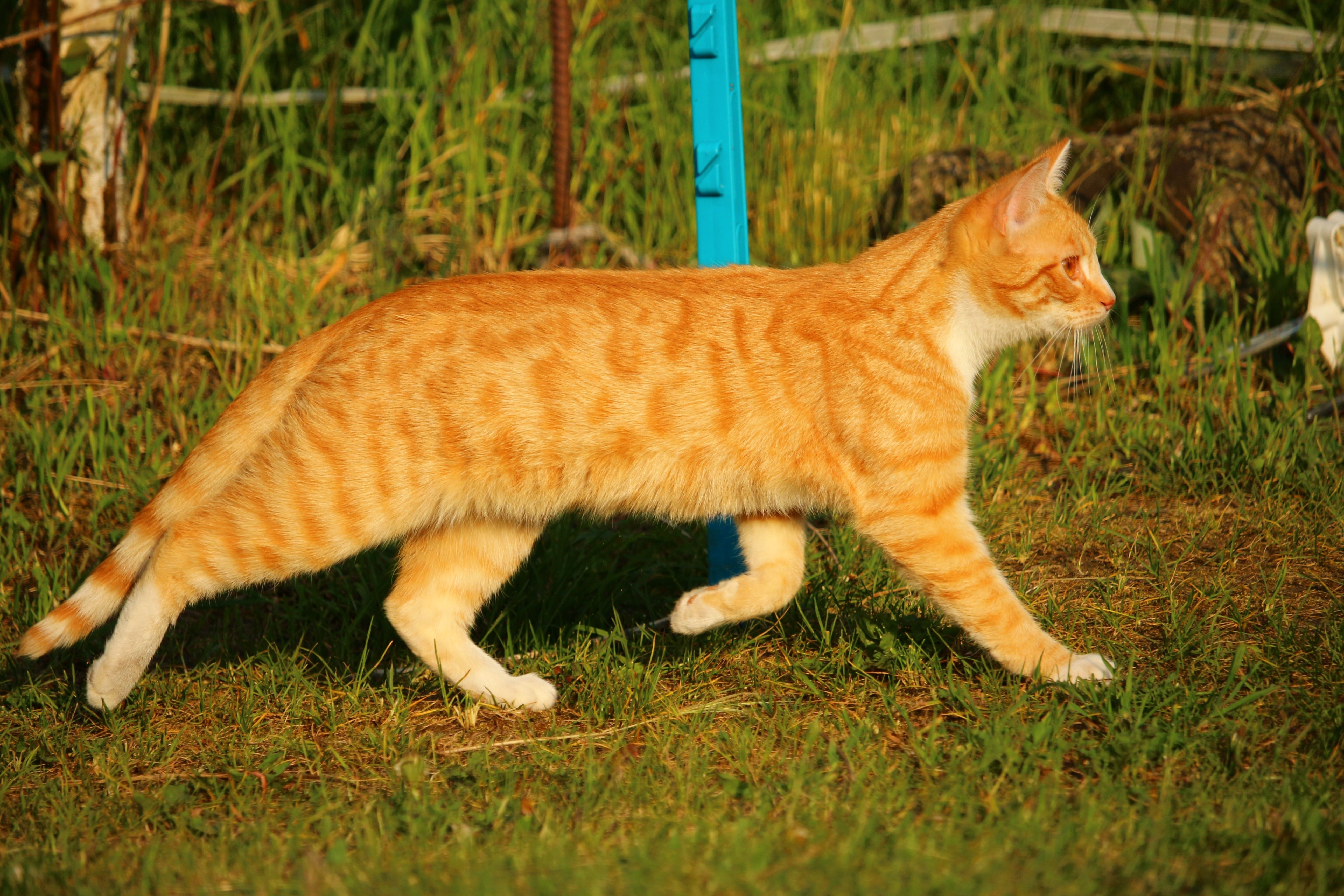 long haired orange tabby cat