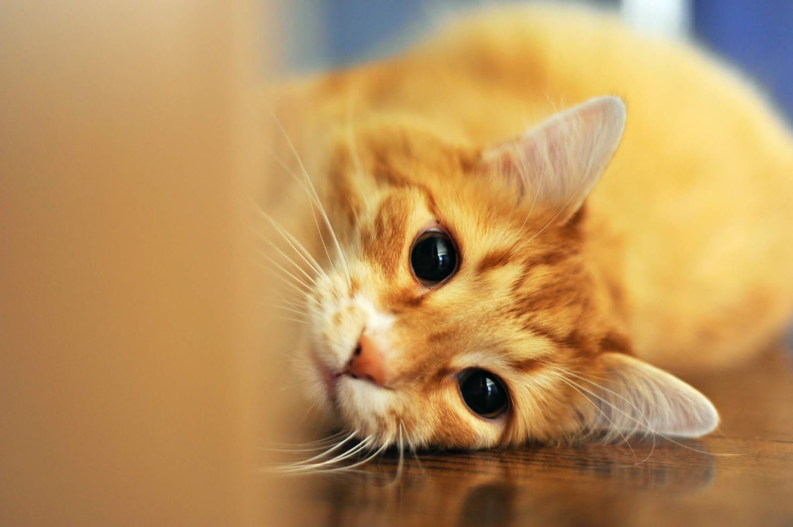 Cute Cat Image Pics HD Wallpaper Background