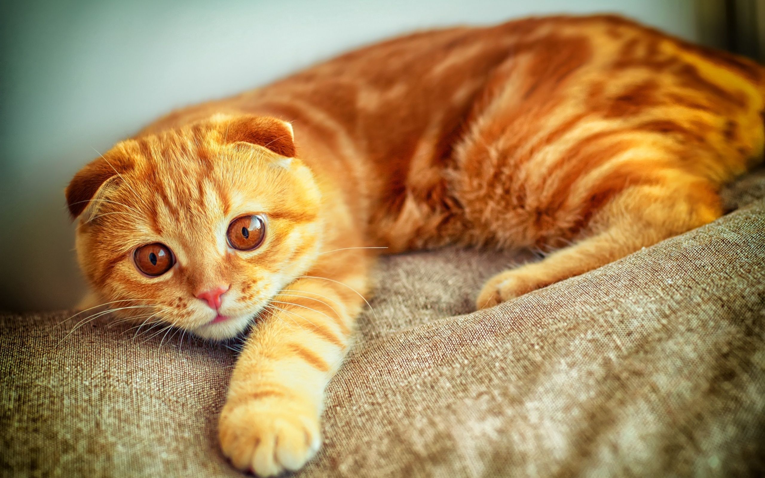 orange tabby kitten with green eyes