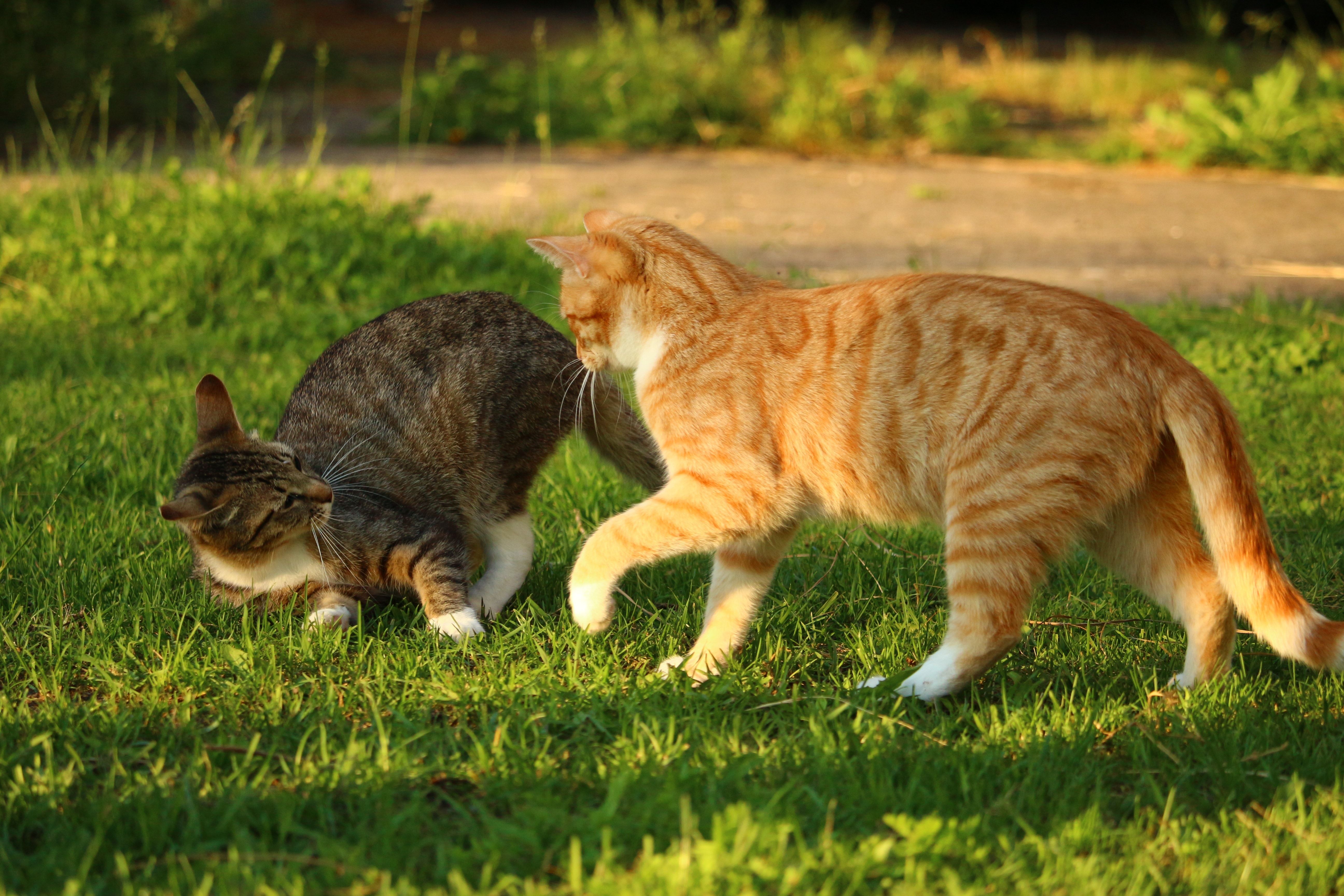 two brown and orange tabby cat free image