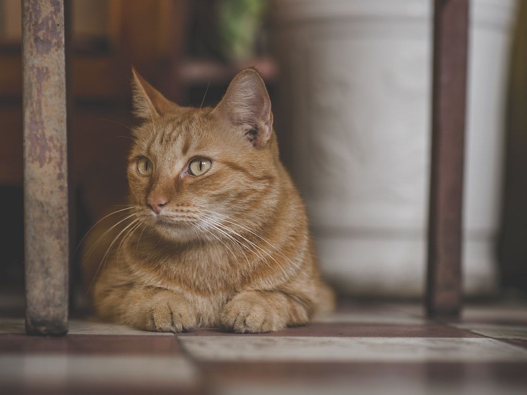 Photo of Orange Tabby Cat HD Wallpaper and Background Image