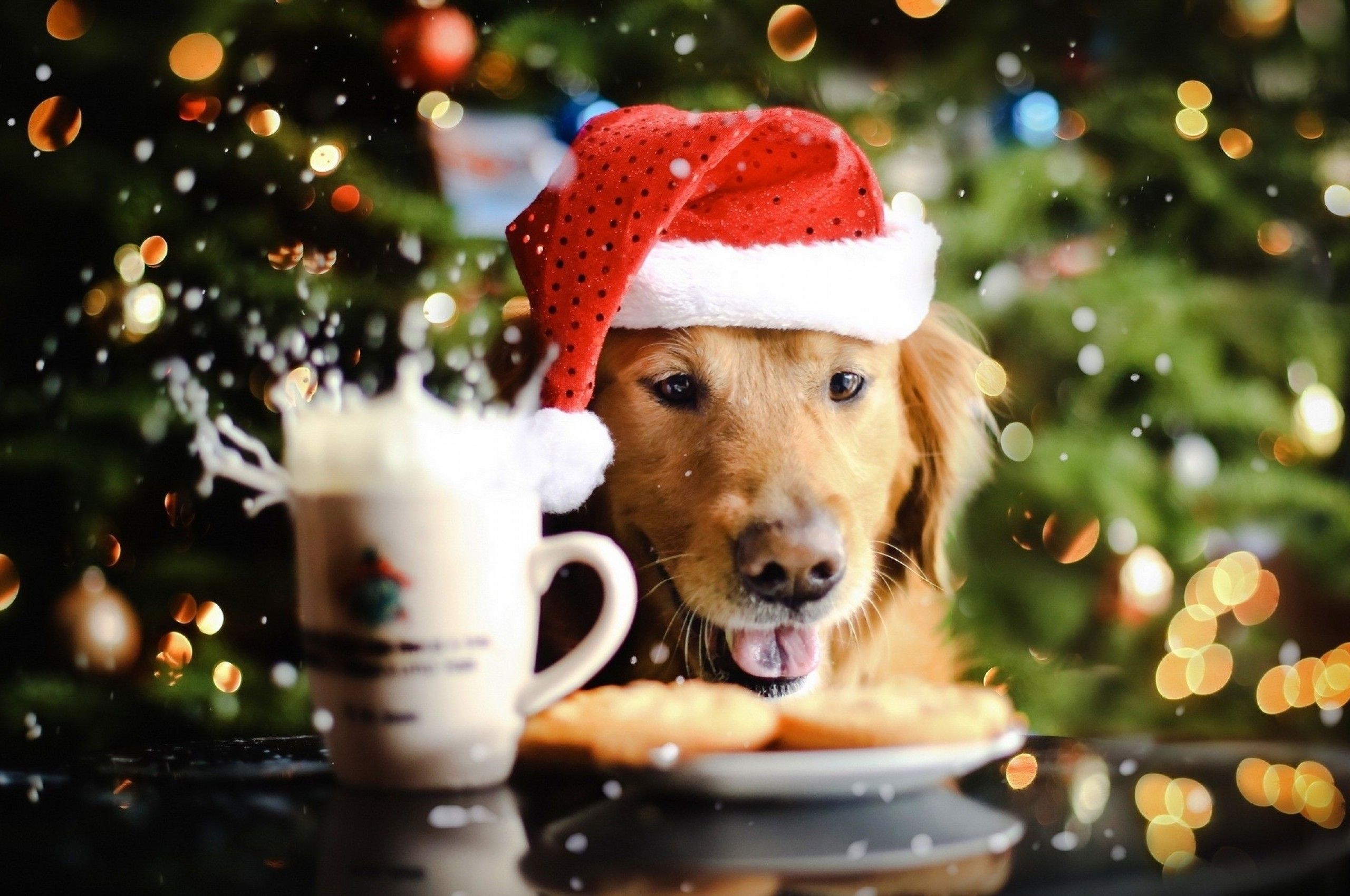 Download 2560x1700 Golden Retriever, Christmas, Bokeh, Cute, Dogs Wallpapers for Chromebook Pixel