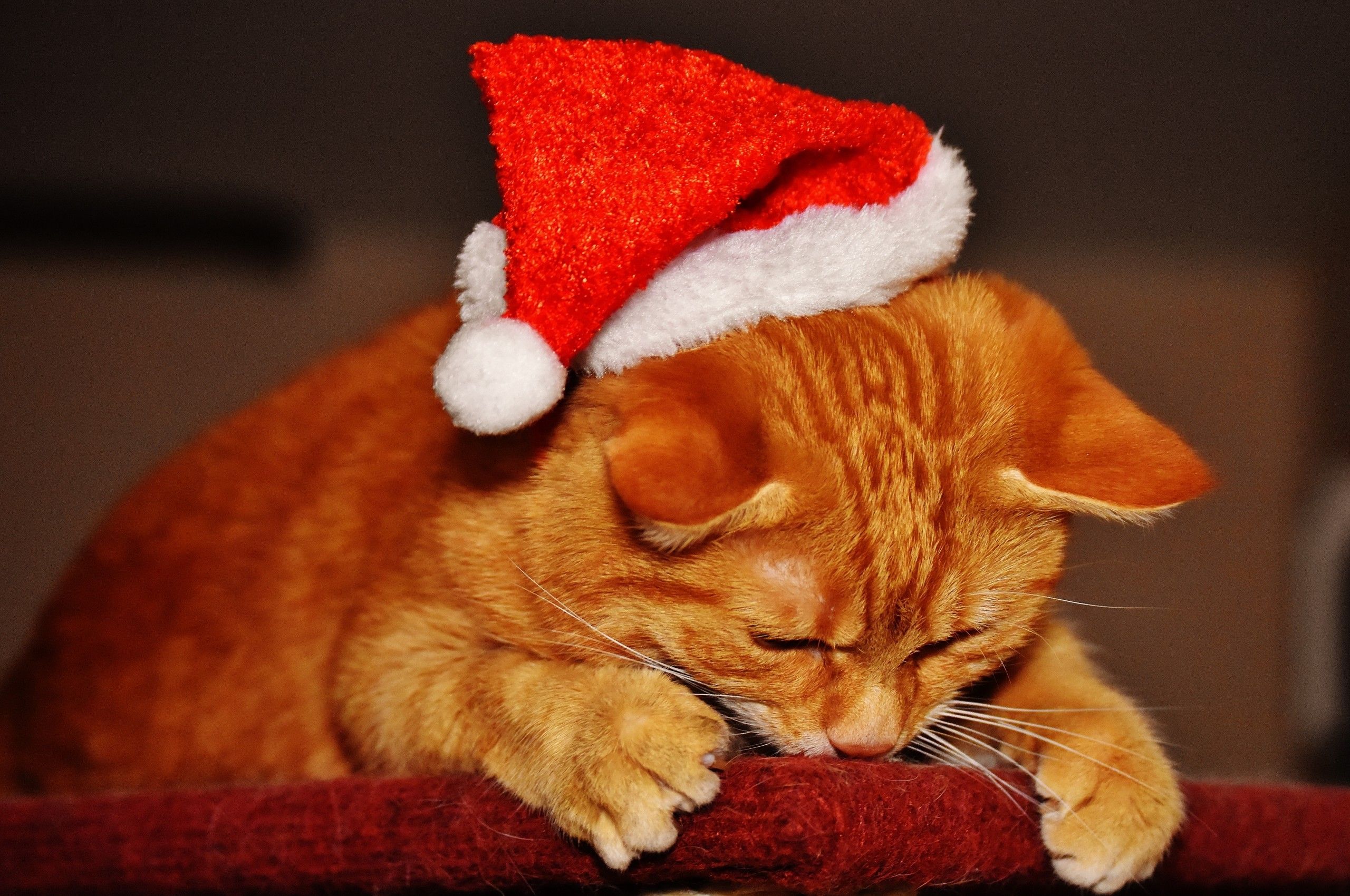 Download 2560x1700 Cat, Santa Hat, Cute, Christmas Wallpapers for Chromebook Pixel