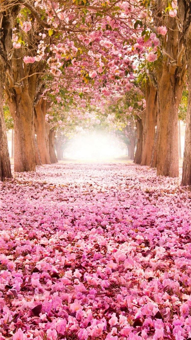 Dreamy Fantasy Bloomy Petal Path iPhone 8 Wallpaper Free Download