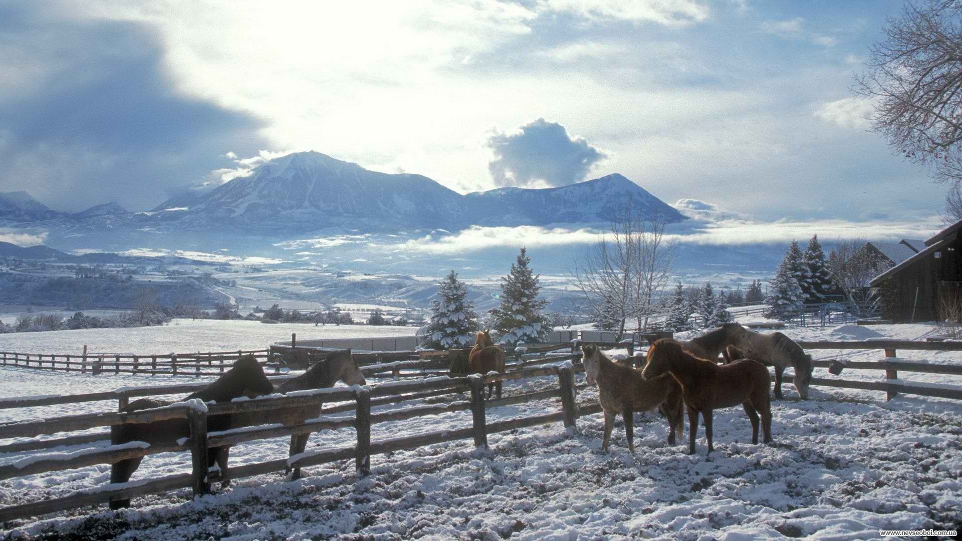 HD Horse Farm In Winter Wallpaper. Download Free -71172. Winter horse, Winter scenes, Horses