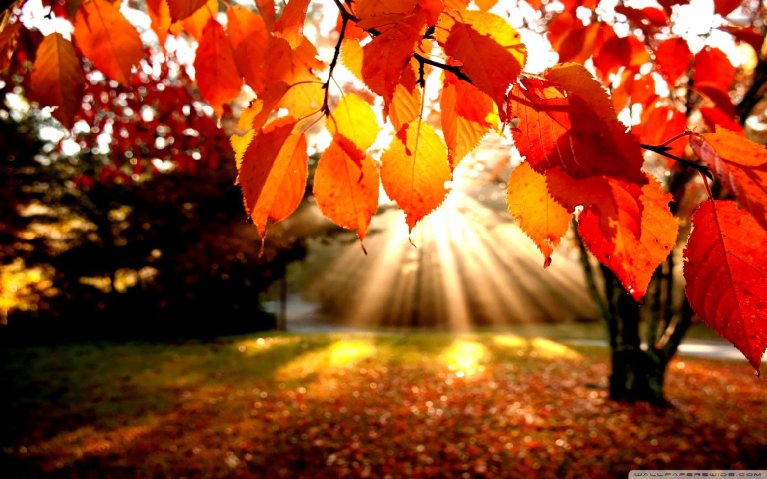 Landscape Autumn HD Wallpaper