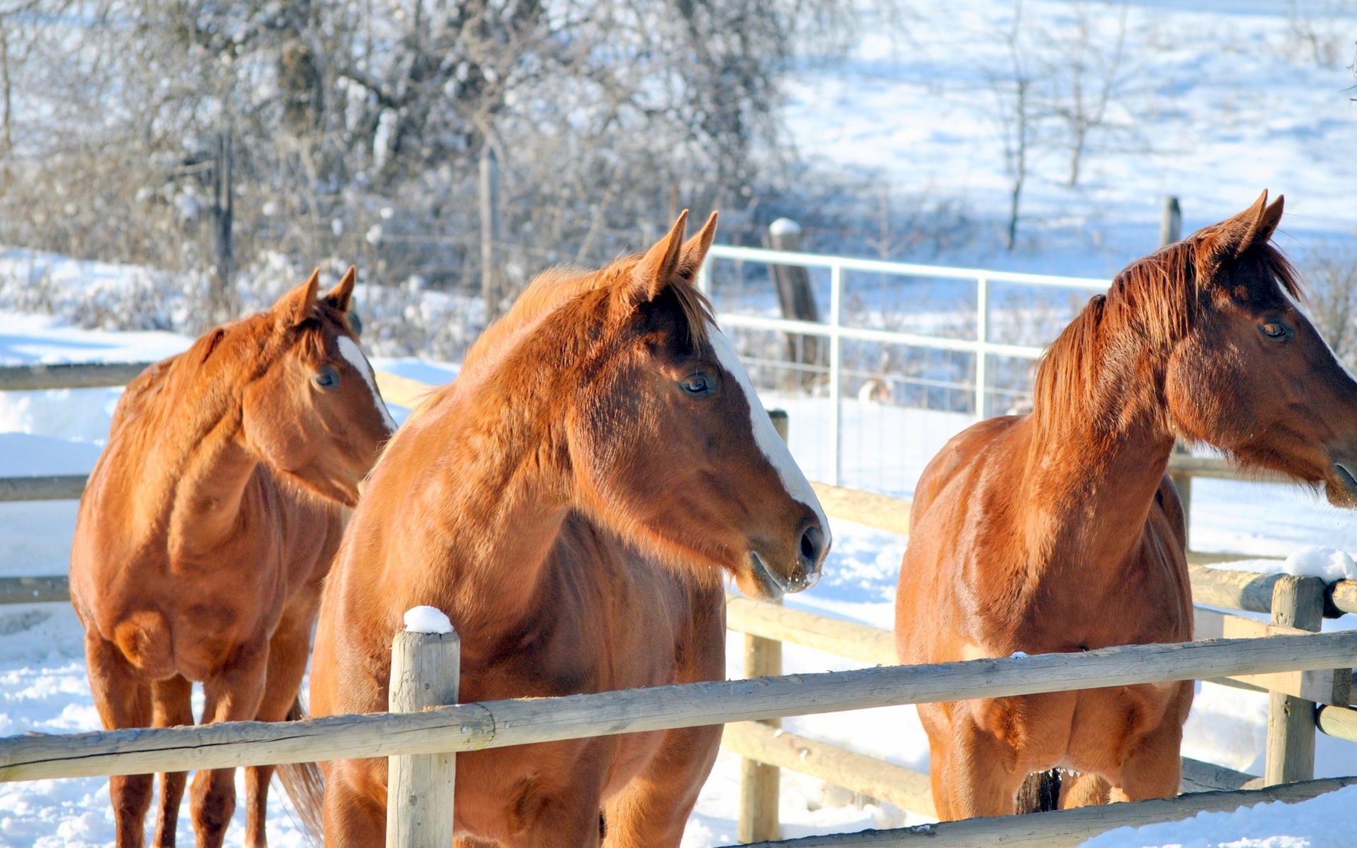 Three brown horses on a farm in winter Desktop wallpaper 1920x1200