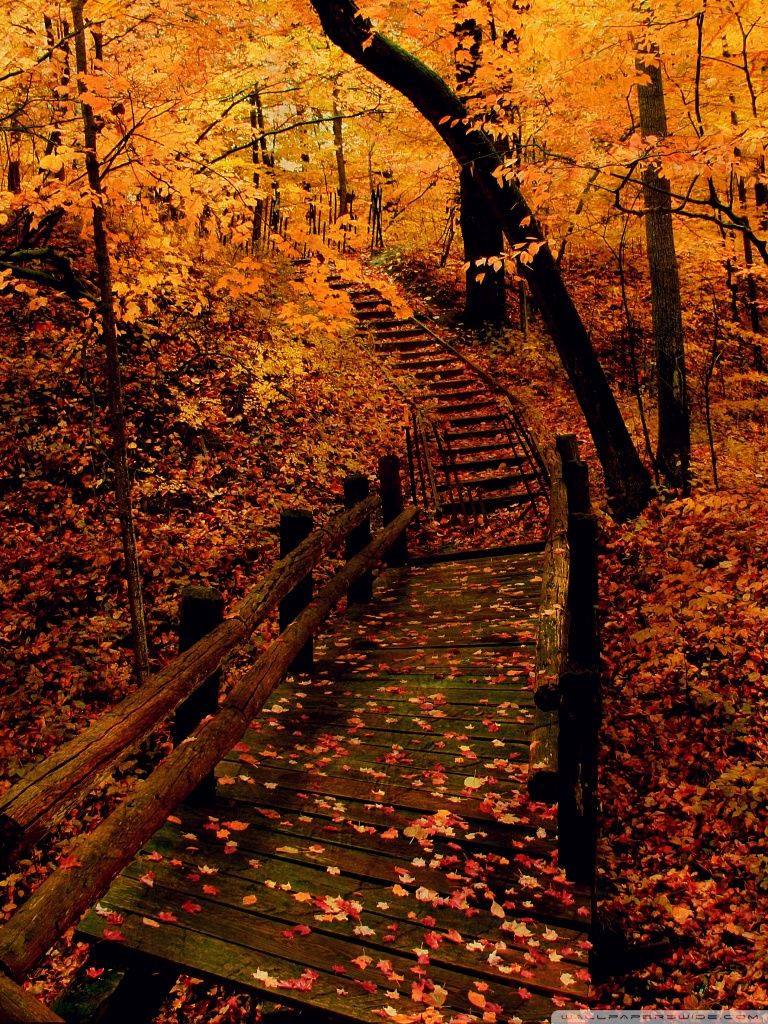 Yellow Forest Ultra HD Desktop Background Wallpaper for: Multi Display, Dual Monitor, Tablet
