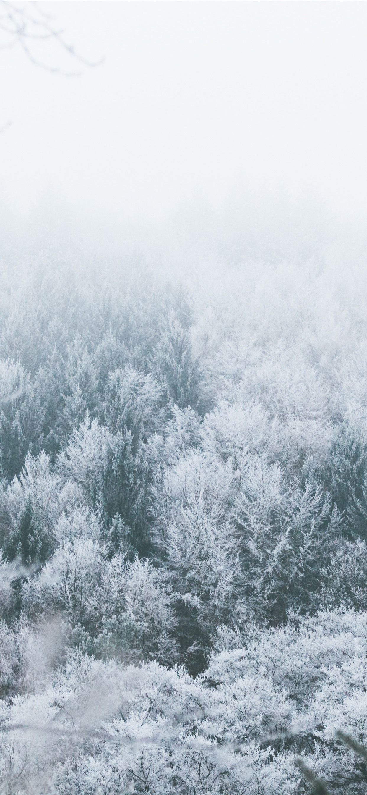 Trees, frost, winter, snow, fog 1242x2688 iPhone 11 Pro/XS Max wallpaper, background, picture, image
