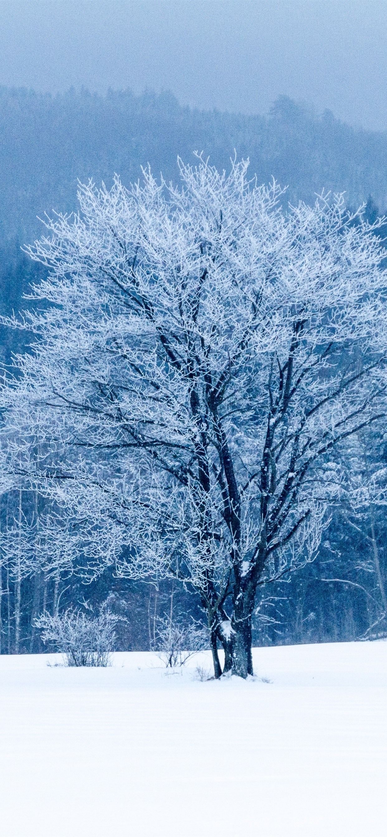 Winter, snow, trees, white world 1242x2688 iPhone 11 Pro/XS Max wallpaper, background, picture, image