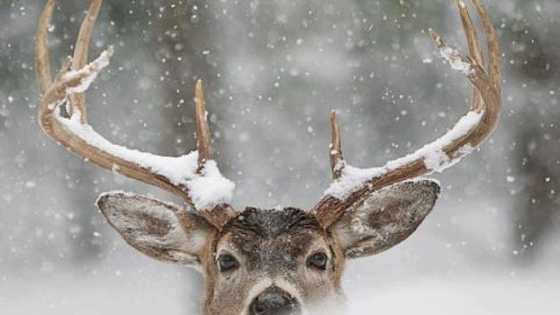 whitetail deer in snow wallpaper