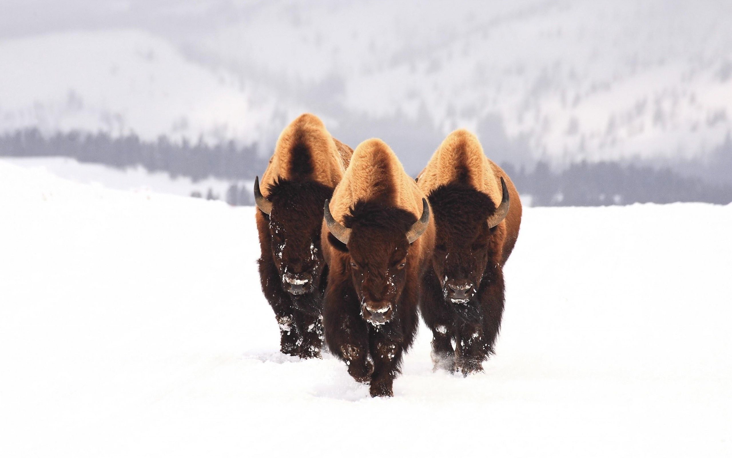 Wallpaper Bison, wildlife, snow, winter 2560x1600 HD Picture, Image