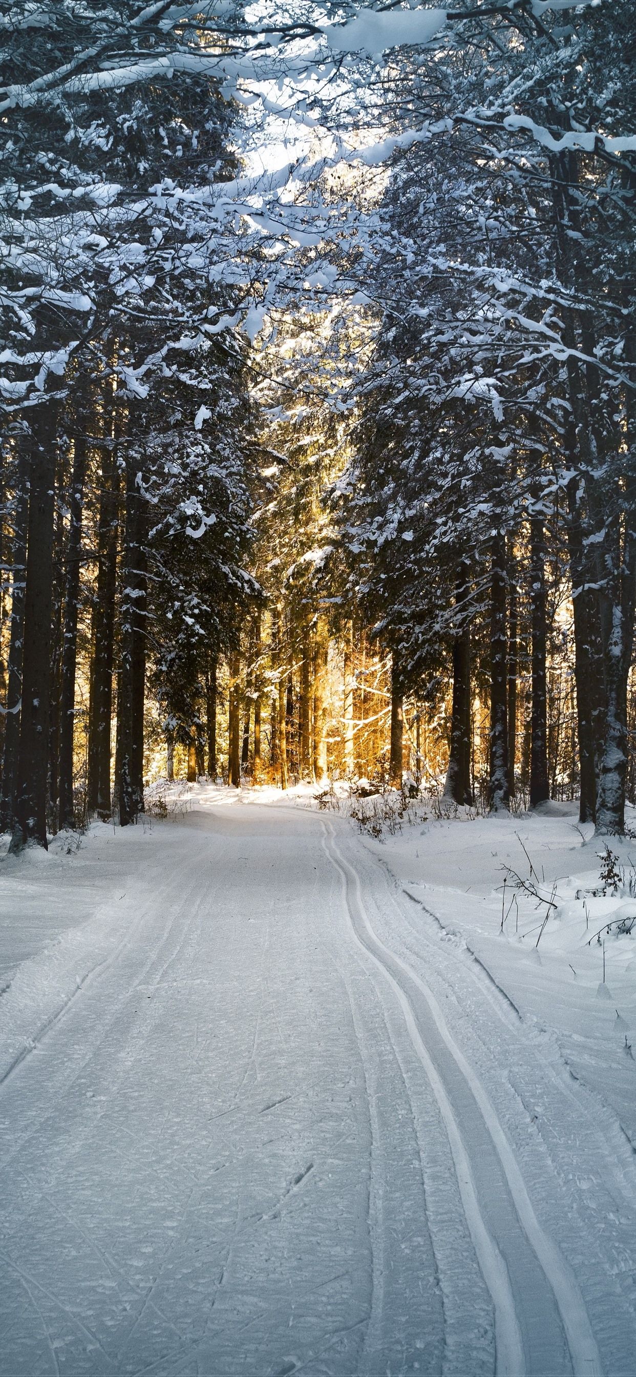 Winter, trees, path, snow, sunshine 1242x2688 iPhone 11 Pro/XS Max wallpaper, background, picture, image