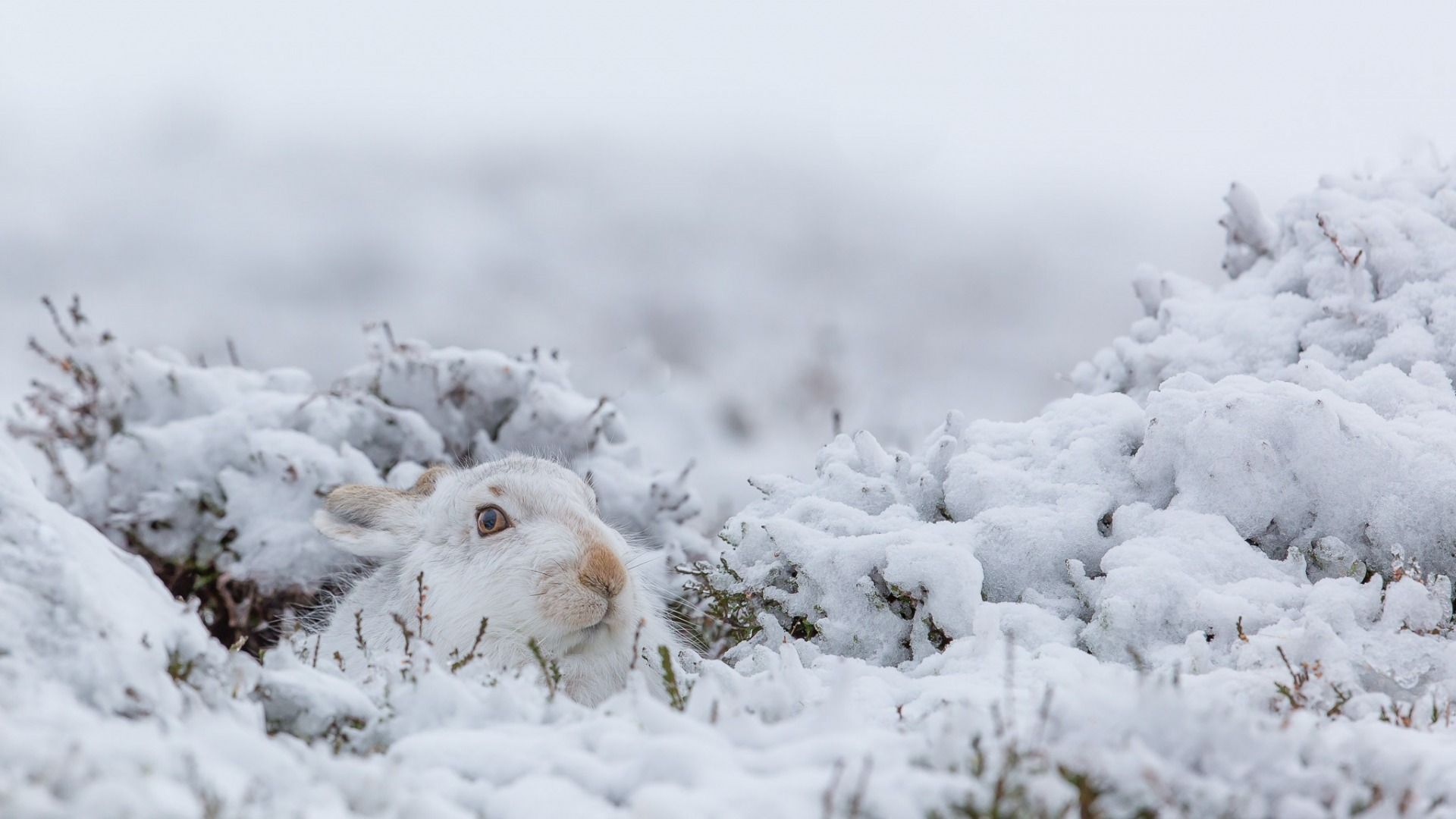 rabbits, Animals, Mammals, Nature, Snow, Winter Wallpaper HD / Desktop and Mobile Background