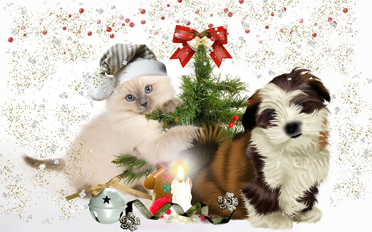 image Puppy Shih Tzu kitty cat dog cat Christmas Winter hat New