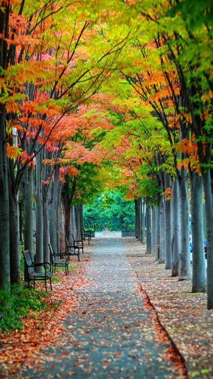 Beautiful Autumn Wallpaper Android. Landscape wallpaper, Beautiful nature wallpaper, Nature picture