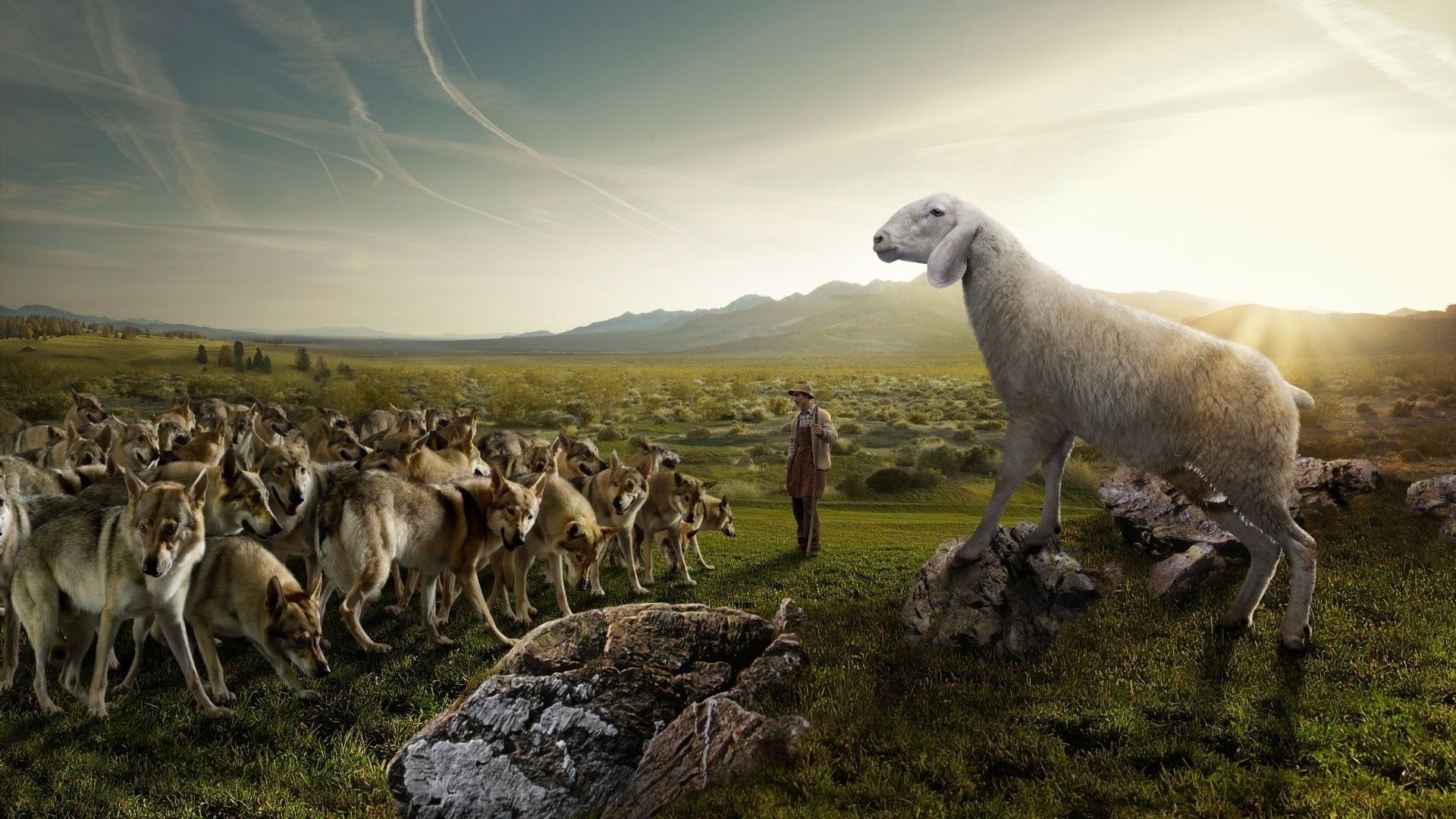 Sheep in Parallel Universe Wallpaper HD / Desktop and Mobile Background
