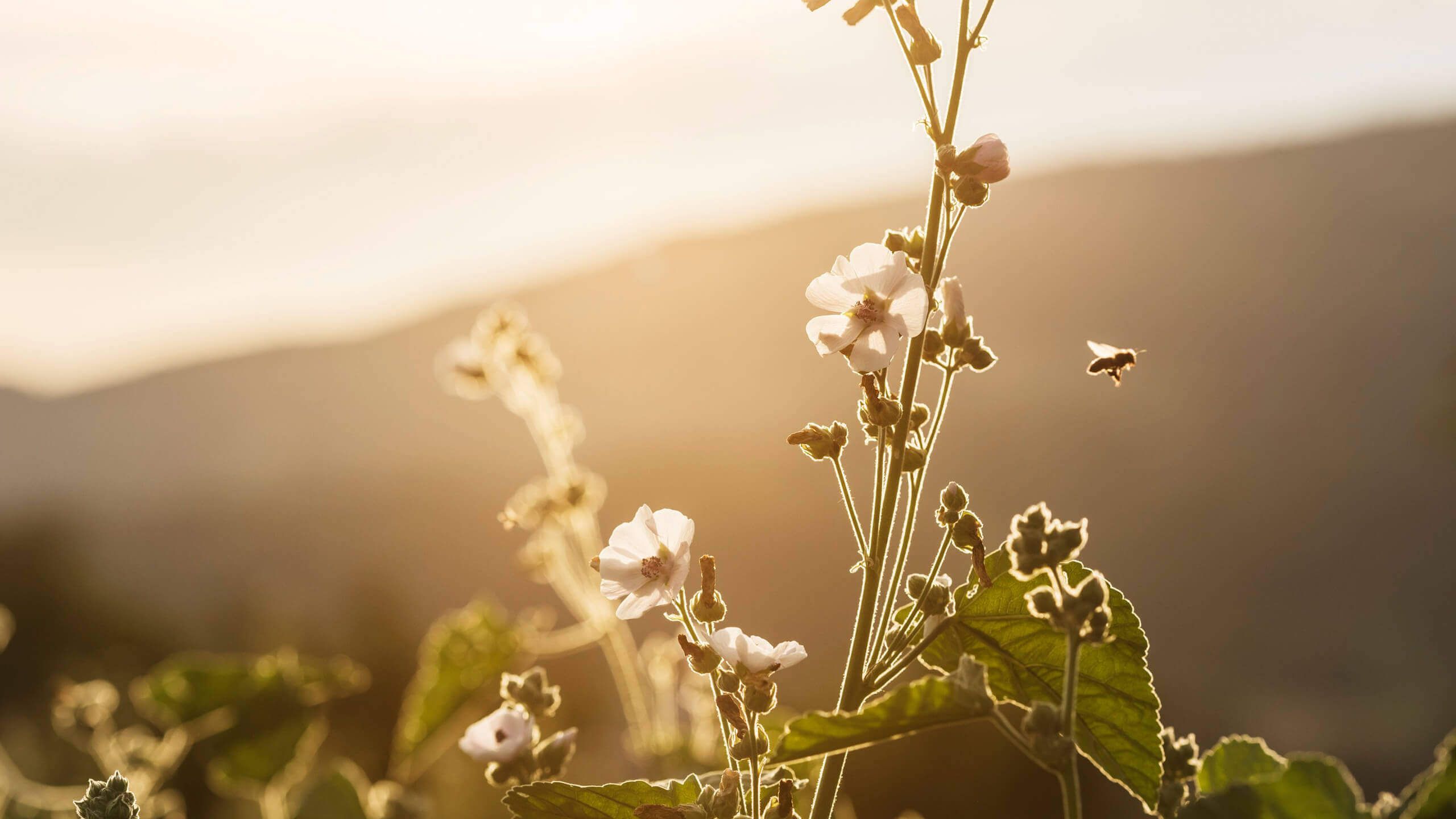 Althaea officinalis