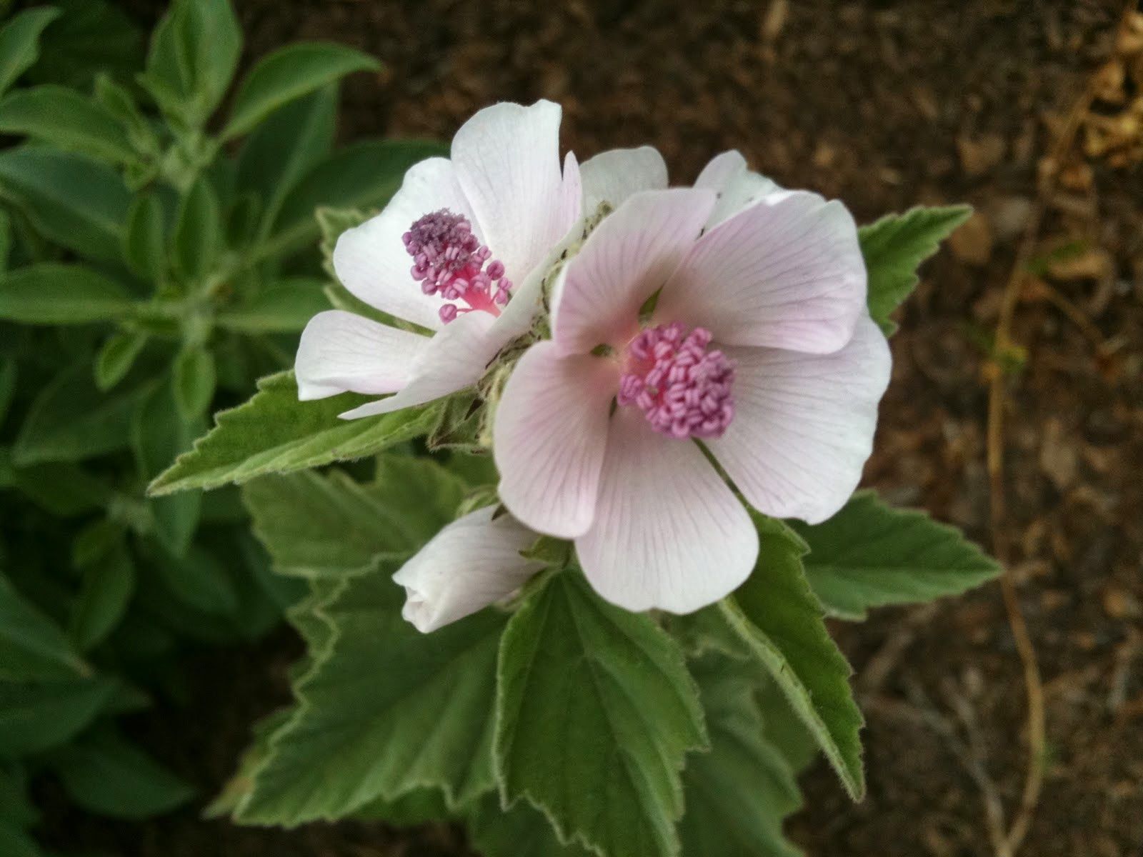 Marsh Mallow Wallpapers - Wallpaper Cave