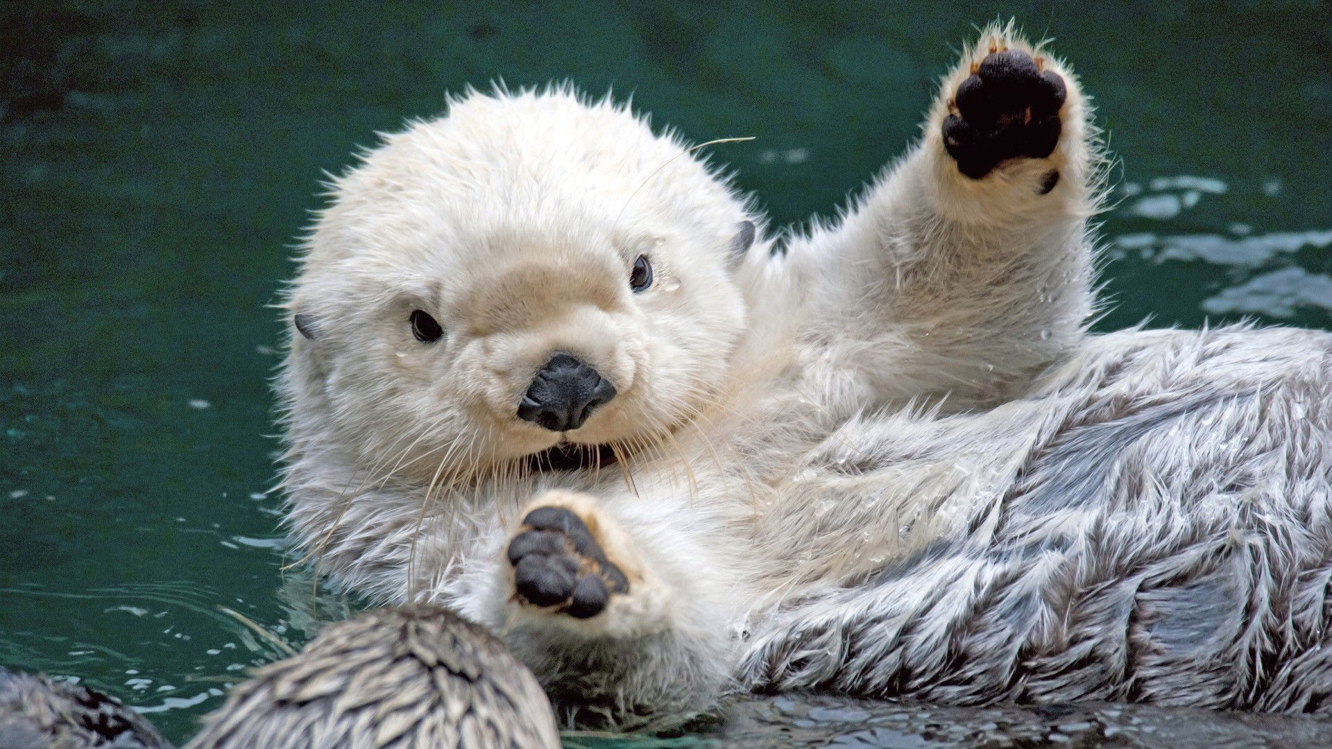 Sea Otter Wallpaper. Animals, Cute animals, Baby sea otters