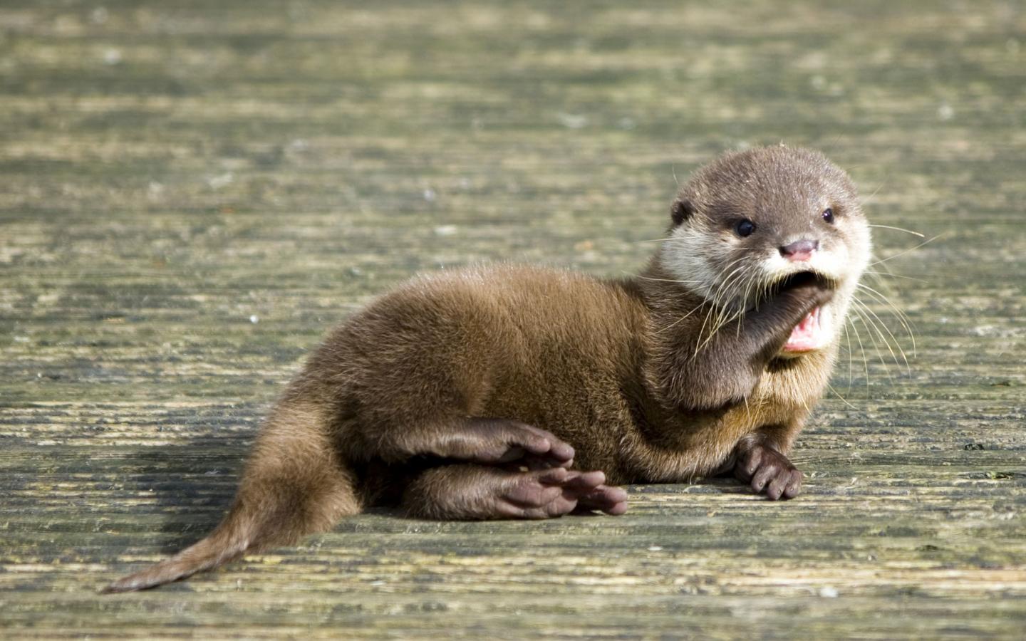 Free download Cute Baby Otters 9860 HD Wallpaper in Animals Imagecicom [1440x900] for your Desktop, Mobile & Tablet. Explore Baby Otter Wallpaper. Baby Otter Wallpaper, Cute Otter Wallpaper, Otter Wallpaper