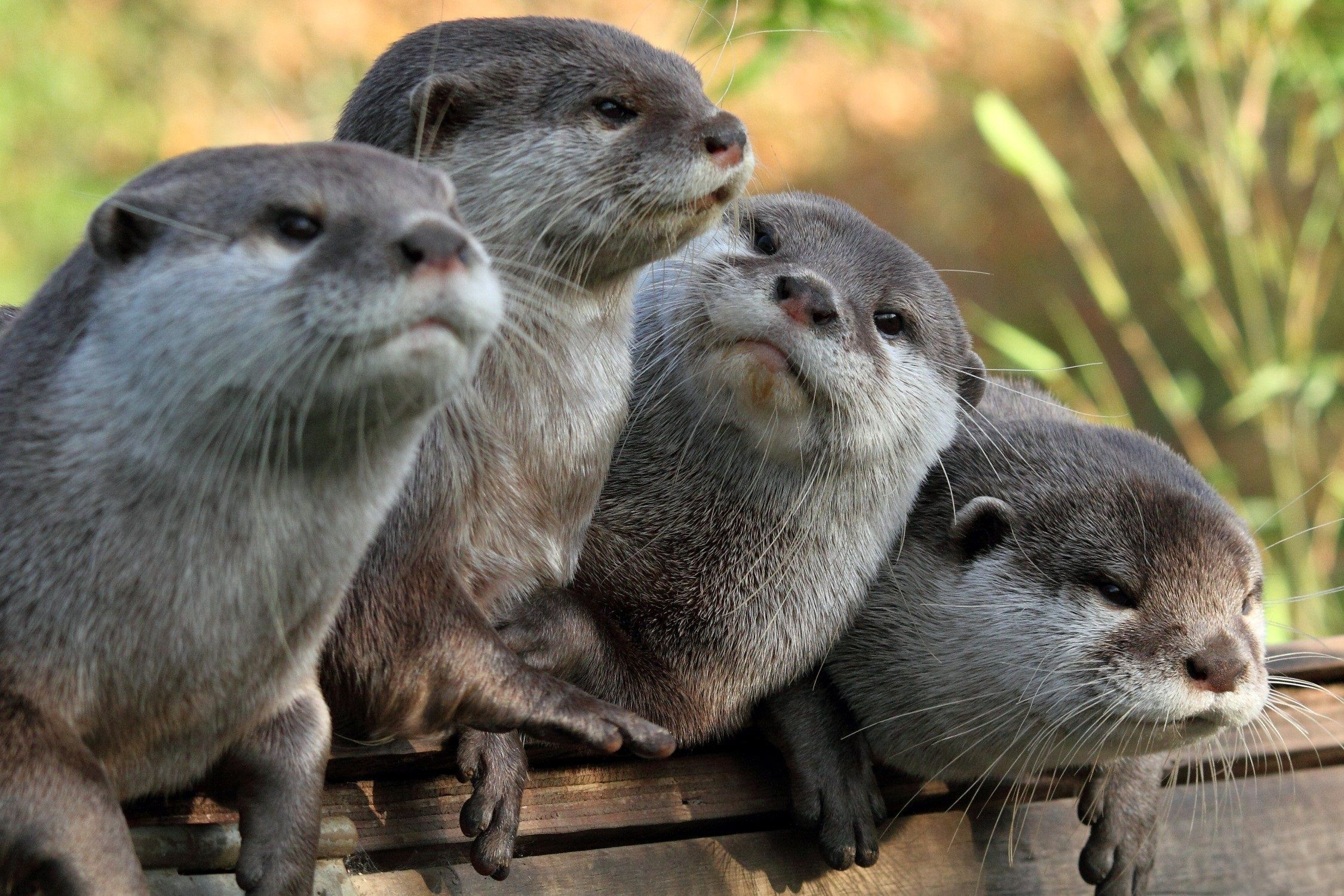 River Otter Wallpaper. Otters cute, Otter facts, Animals