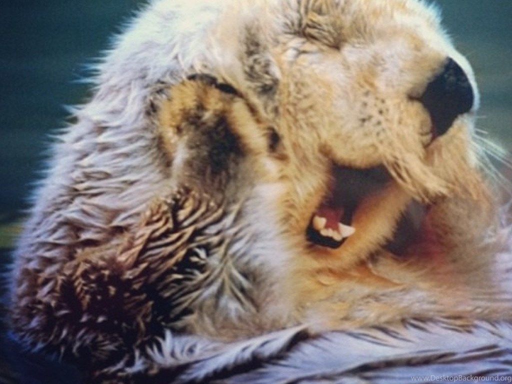 Sea Otter Wallpaper. Desktop Background