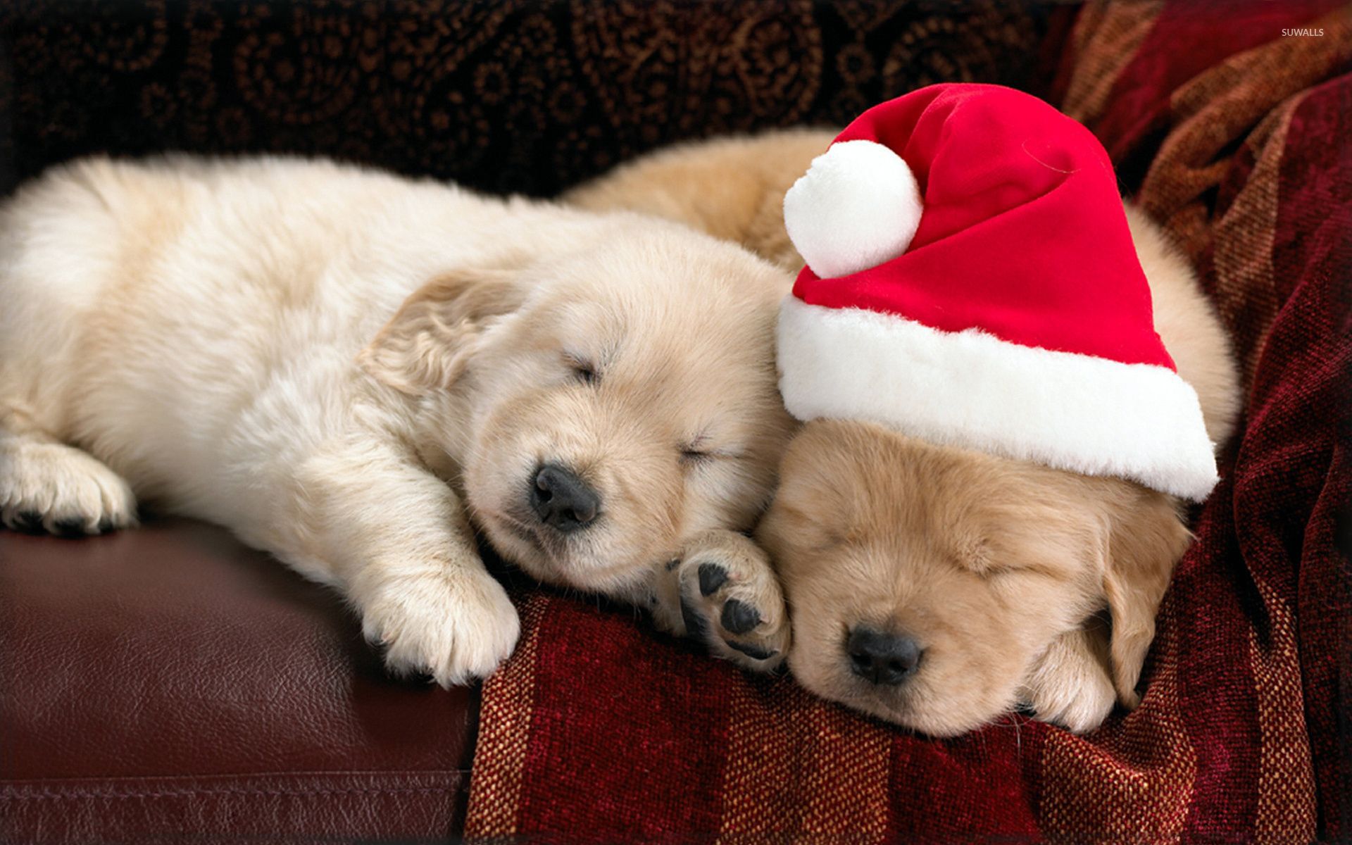 Adorable puppies sleeping on the couch on Christmas Eve wallpaper wallpaper