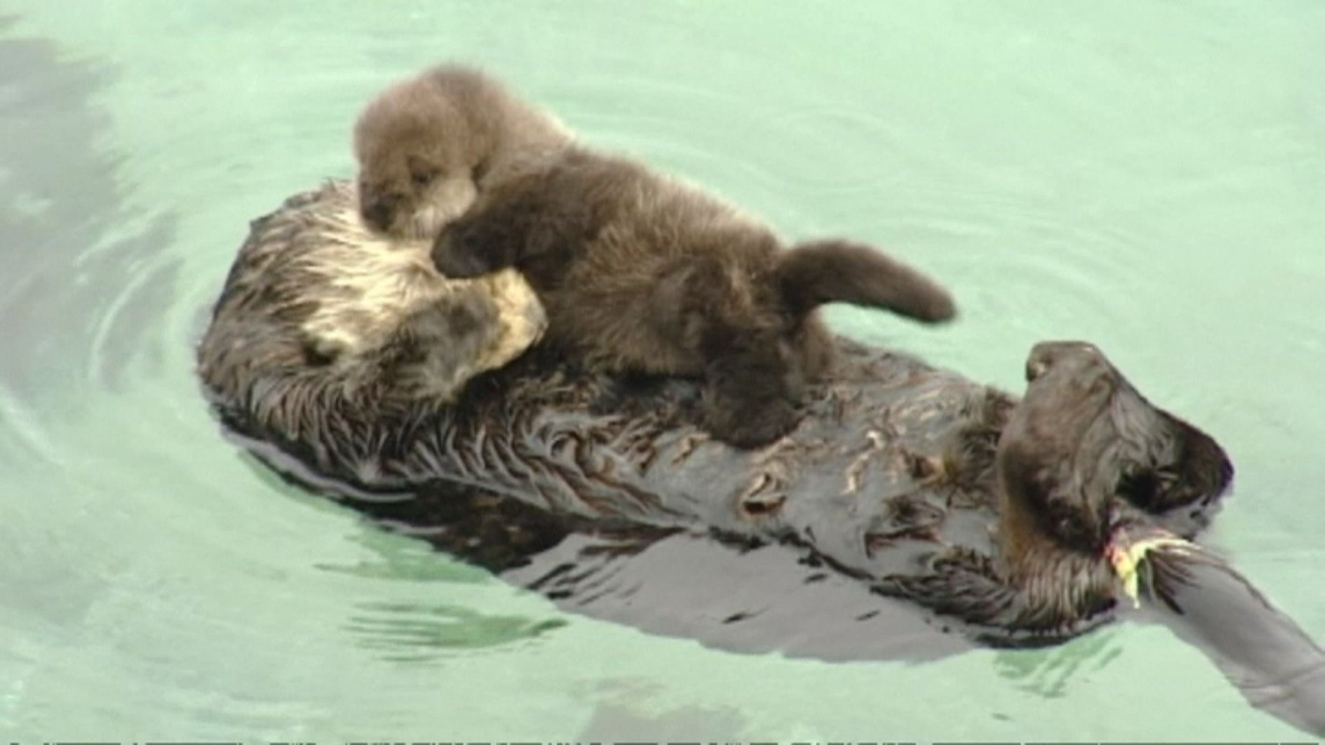 You 'otter' get a look at this cute baby otter