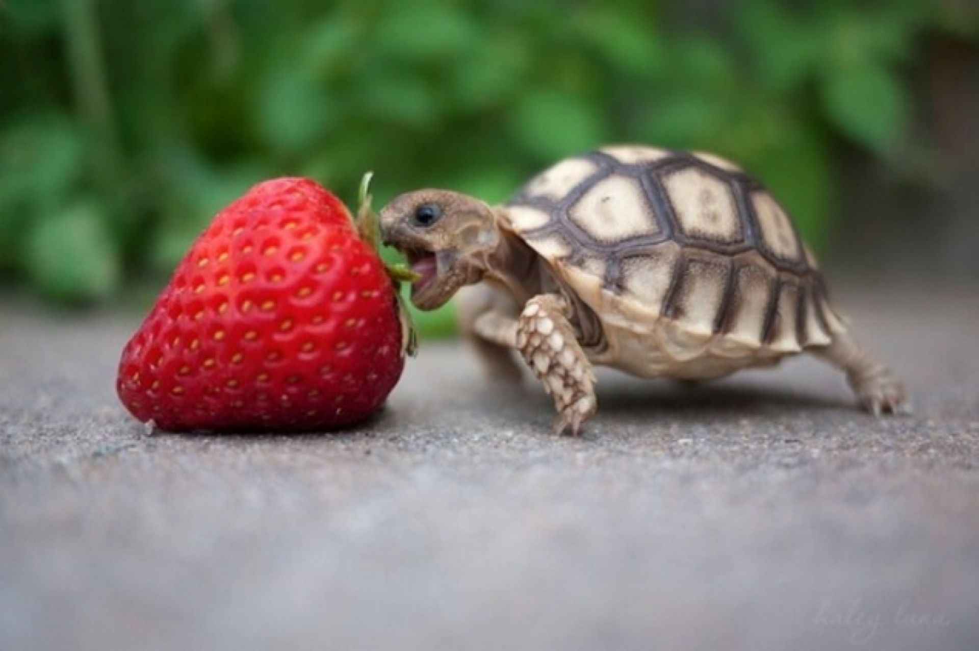 Desktop strawberry HD wallpaper free download. Cute animals, Baby turtles, Cute baby animals