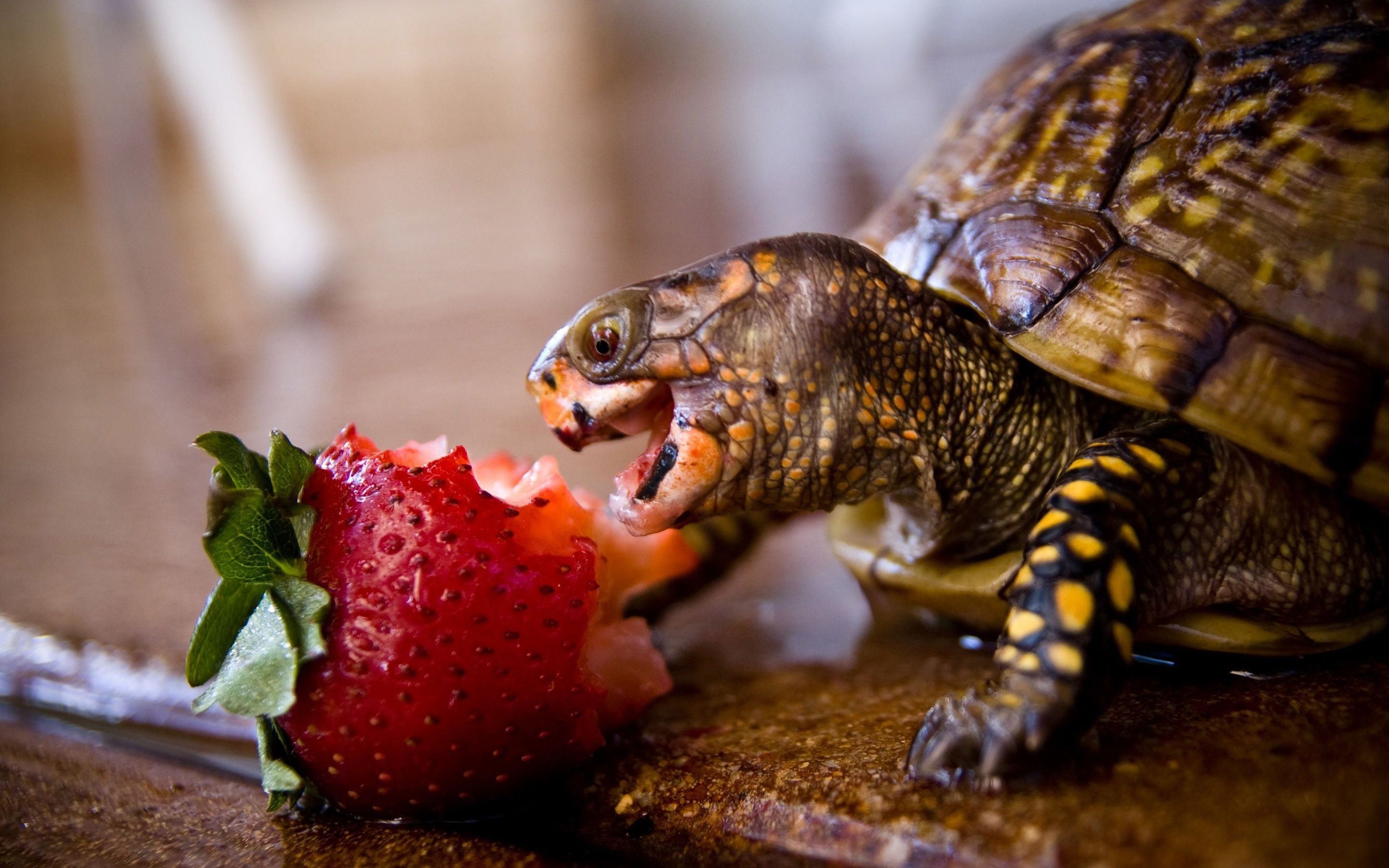 Turtle eating a strawberry Wallpaper. Turtle, Wallpaper, Eat