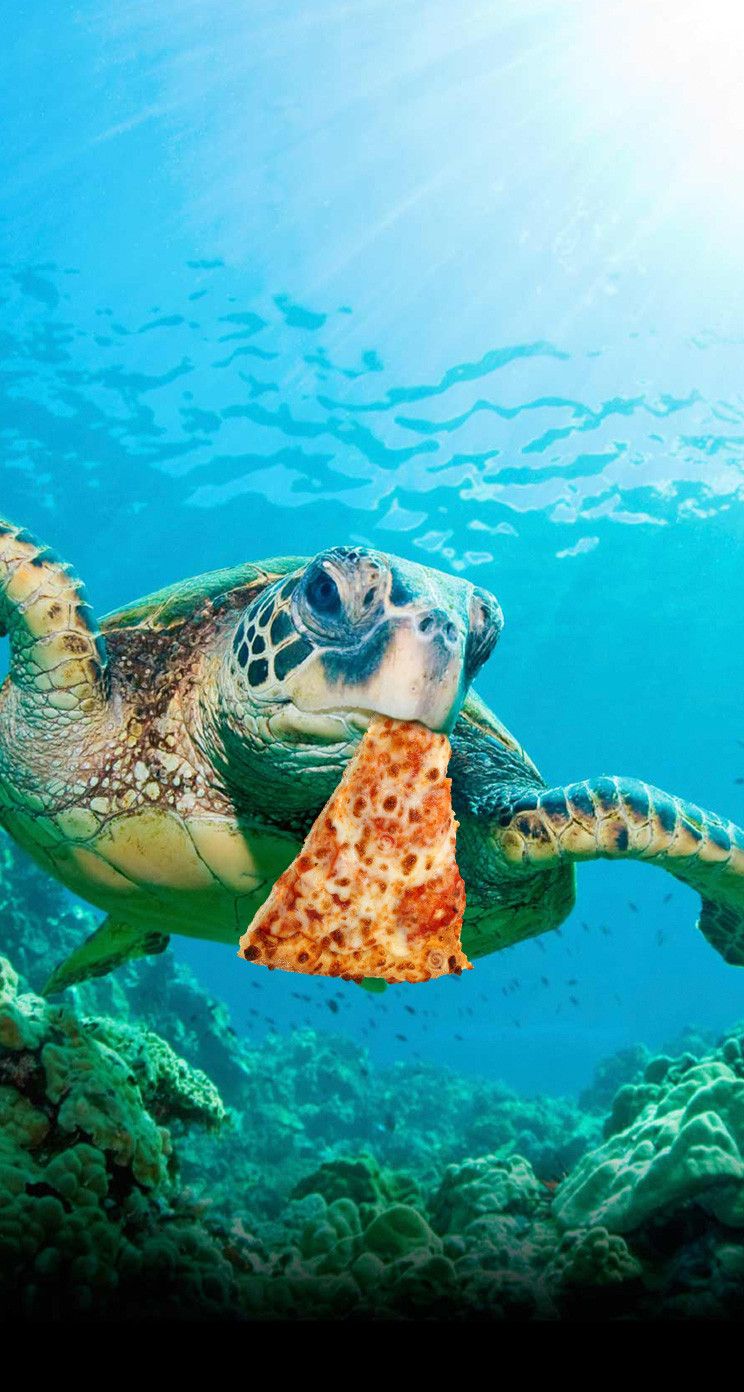 I made a wallpaper of a turtle eating some pizza