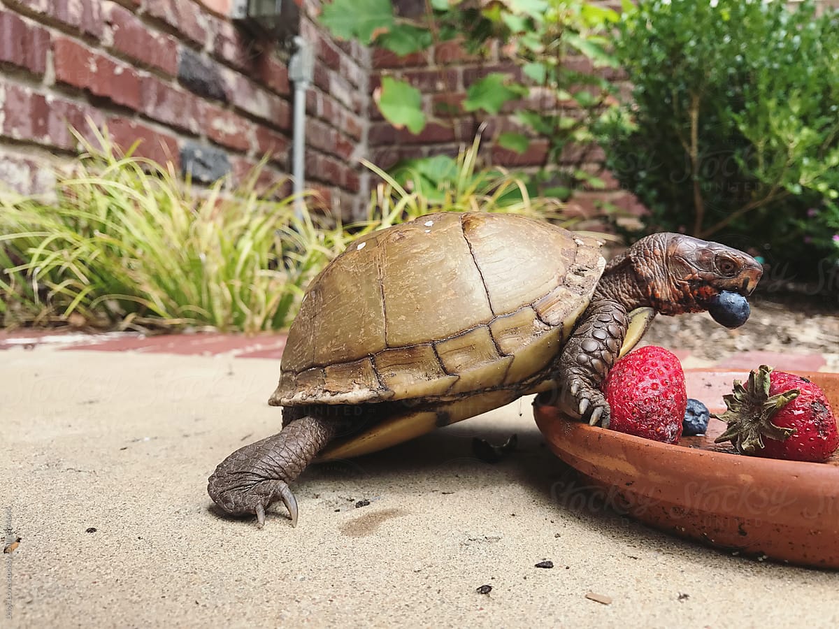 Three Toed Box Turtle Eating Blueberries and Strawberries by Leigh Love turtle, Turtle