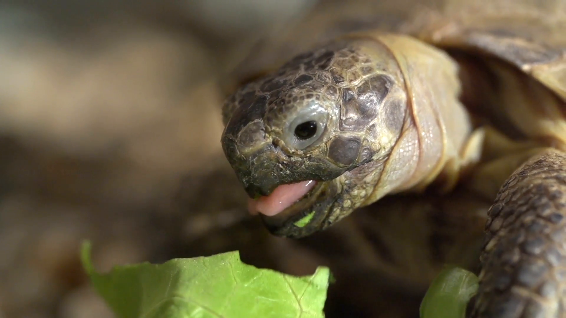 Overland Turtle Eats Green Lettuce Leave