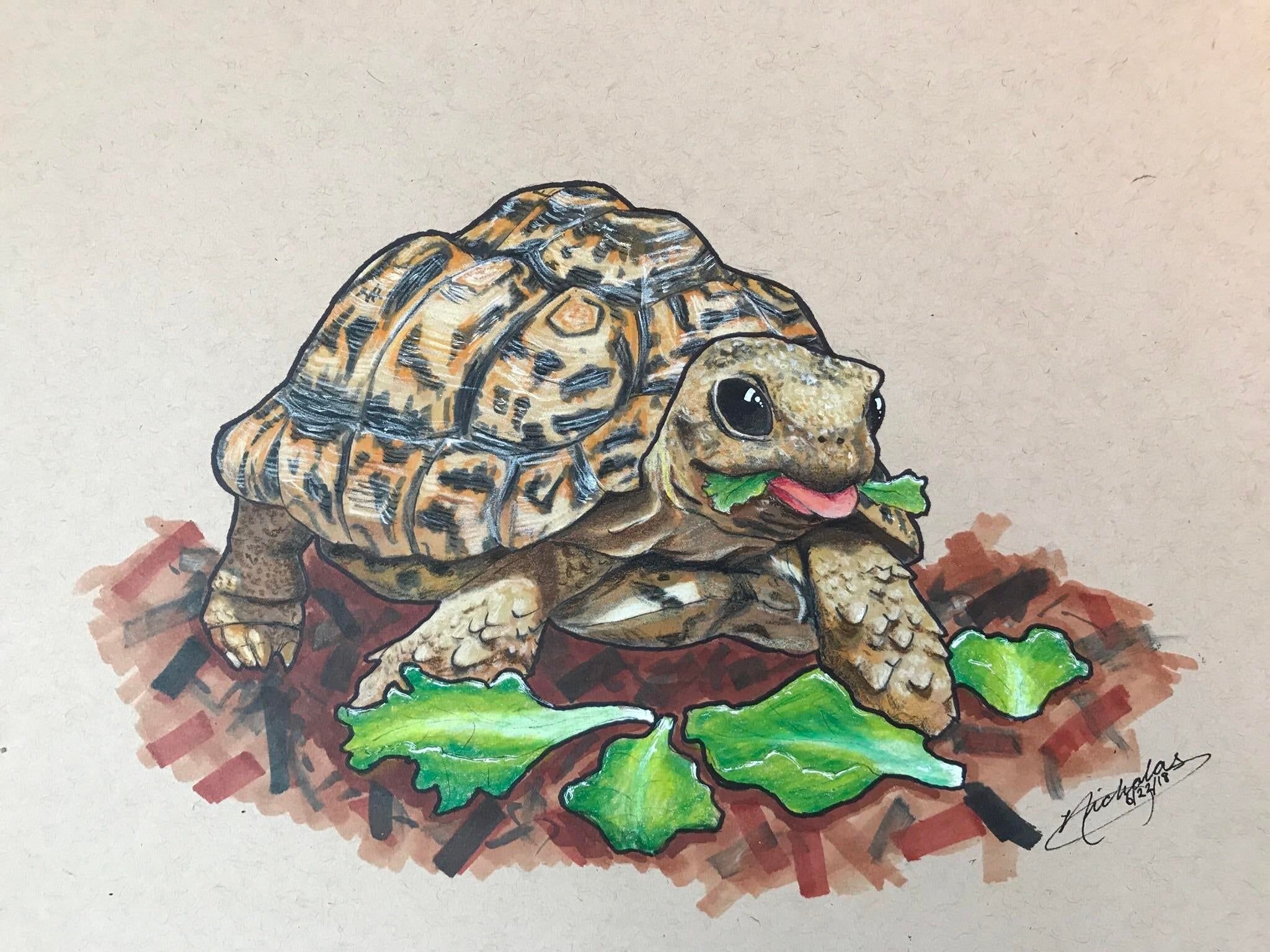 Drawing of a tortoise eating lettuce