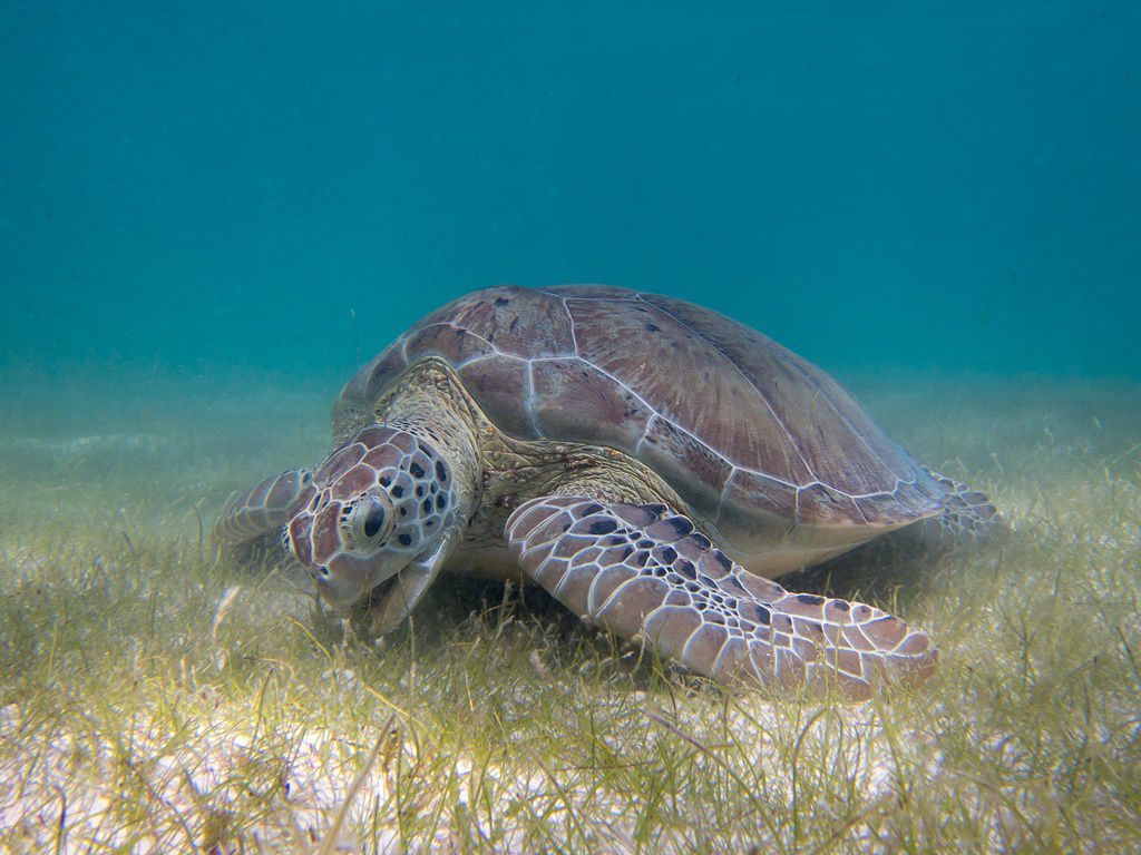 Another Reason Not To Eat Sea Turtles: Antibiotic Resistant Bacteria