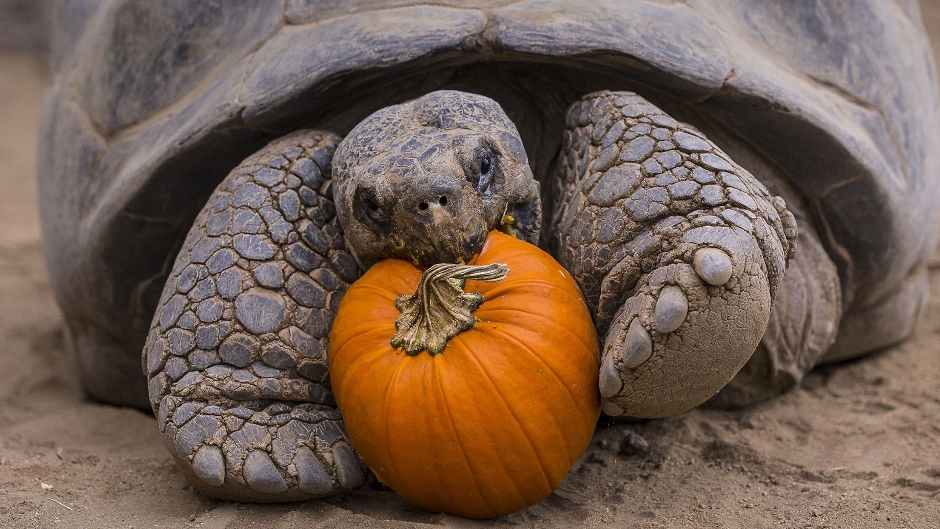 nature, Animals, Turtle, Eating, Pumpkin, Sand, Closeup, Depth Of Field, Tortoises Wallpaper HD / Desktop and Mobile Background