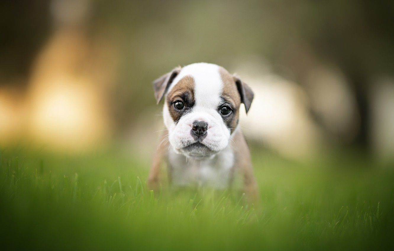 Wallpaper grass, baby, puppy, bulldog, face, bokeh image for desktop, section собаки