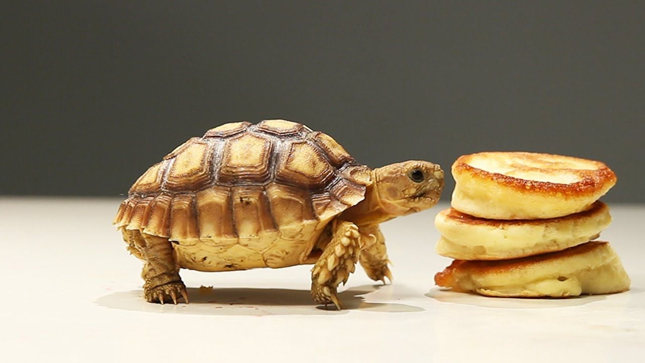 Tortoises Try Tiny Pancakes