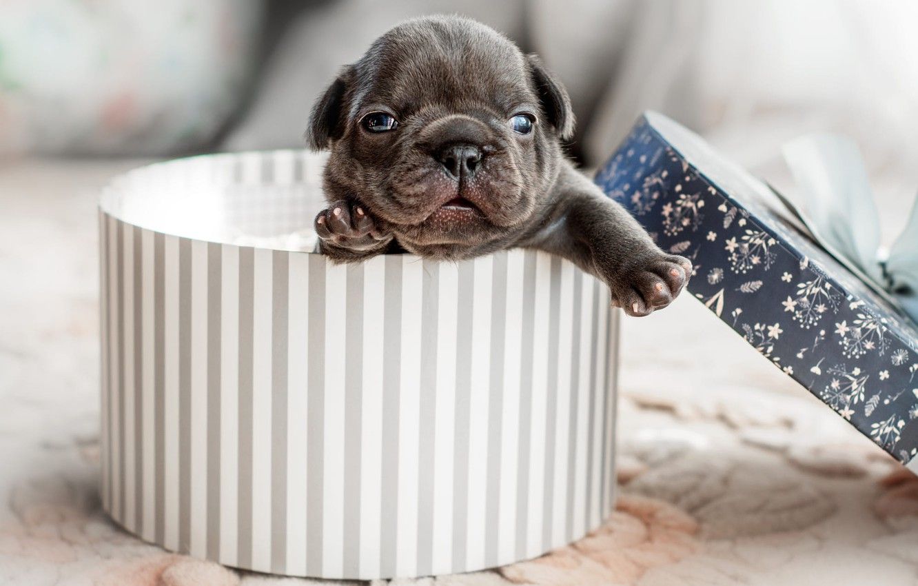 Wallpaper look, grey, box, legs, dog, baby, muzzle, puppy, white, cover, French bulldog, newborn image for desktop, section собаки