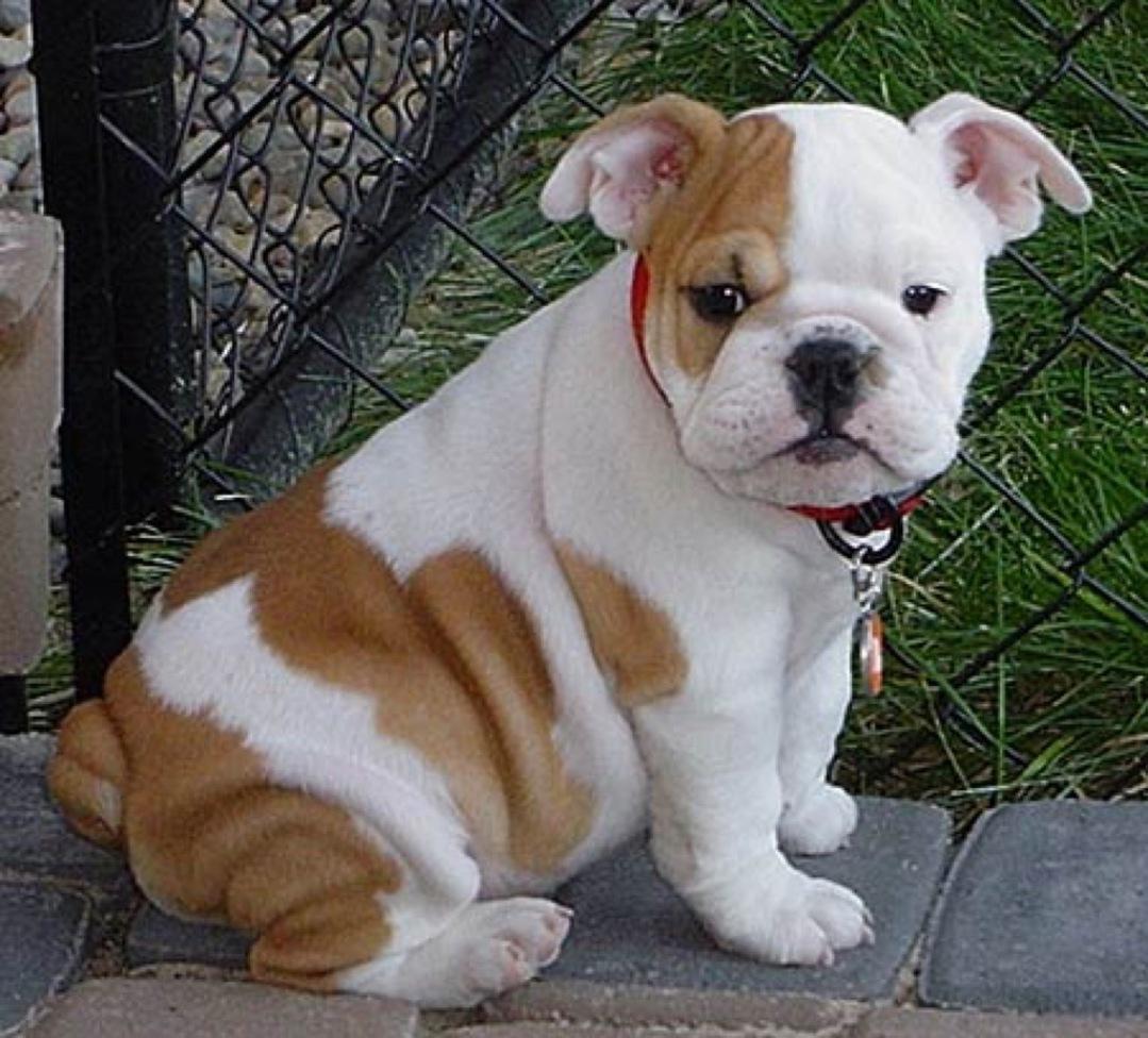 Baby Bulldog Puppy Wallpaper Picture HD for Android